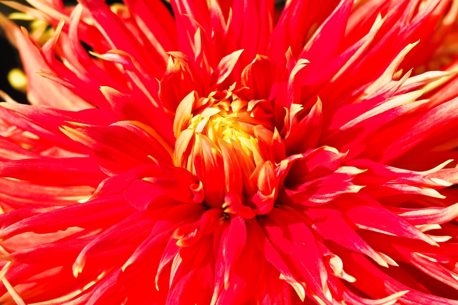 Olympus OM-D E-M10 sample photo. Dahlia, flower, garden photography