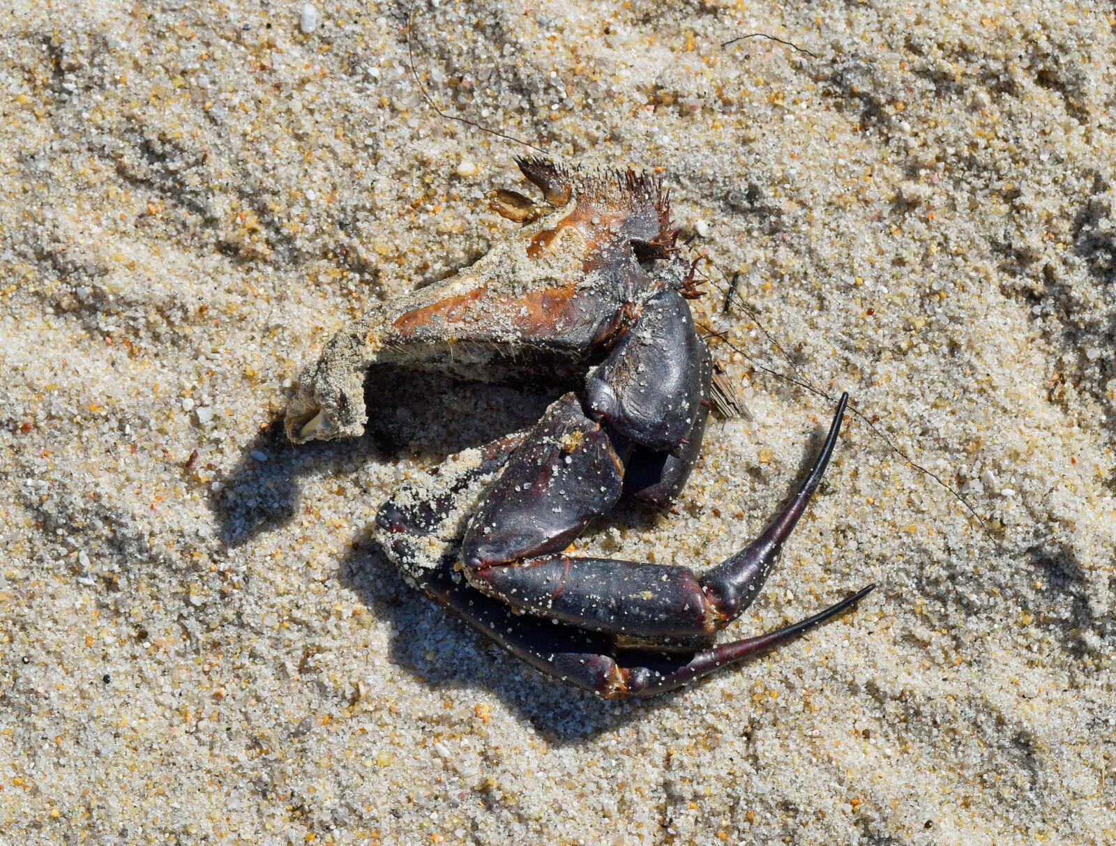 Nikon D3300 sample photo. Crab, leg, beach photography