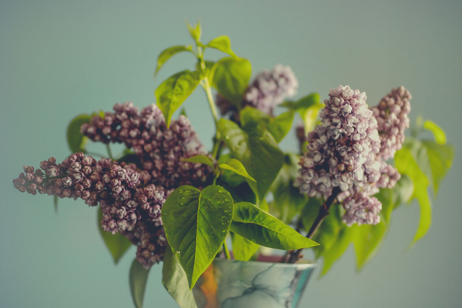 Canon EOS 750D (EOS Rebel T6i / EOS Kiss X8i) sample photo. Lilac, flower, leaf photography