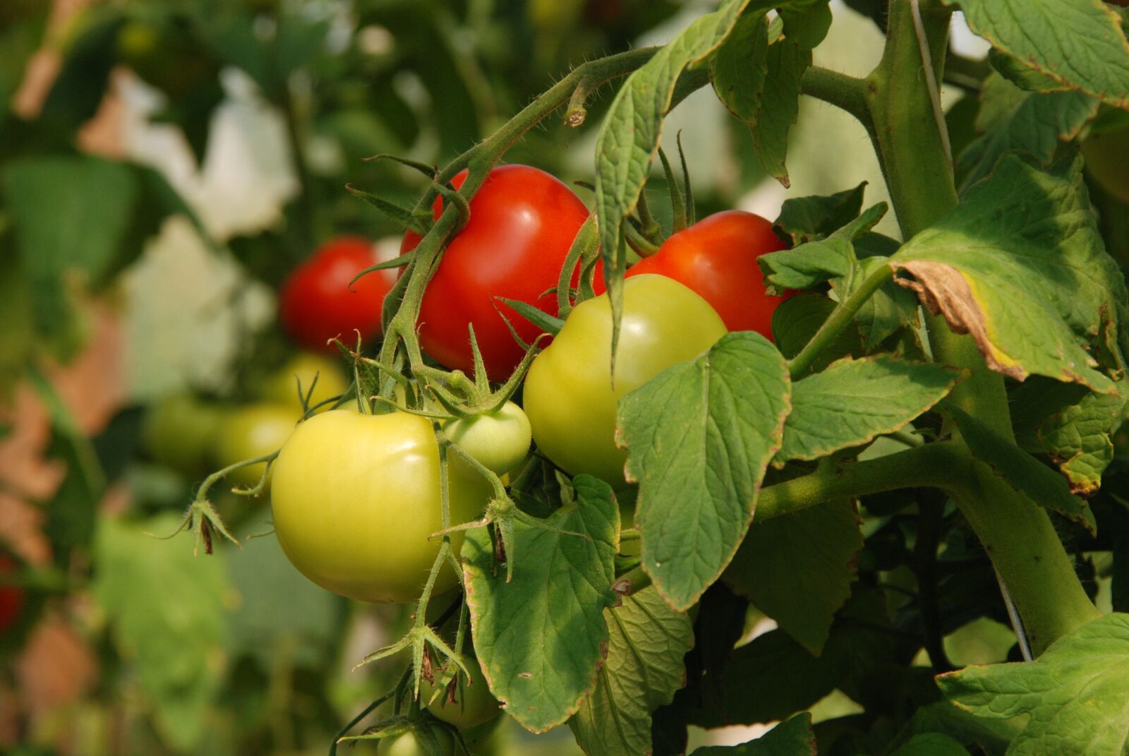 Nikon D80 sample photo. Nature, plant, tomato photography