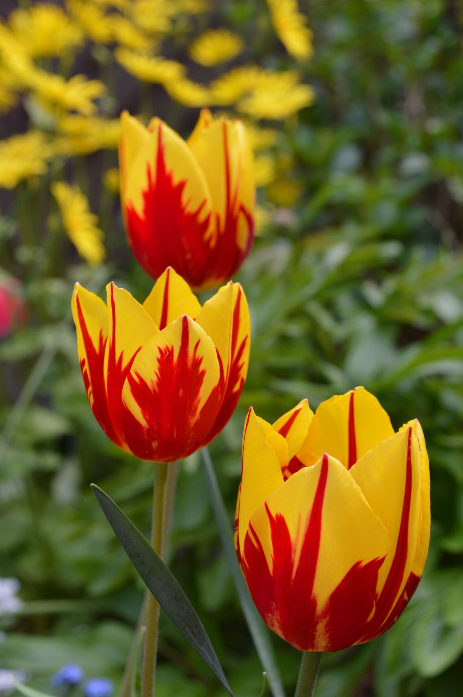 Nikon D3200 sample photo. Tulips, red yellow, flowers photography