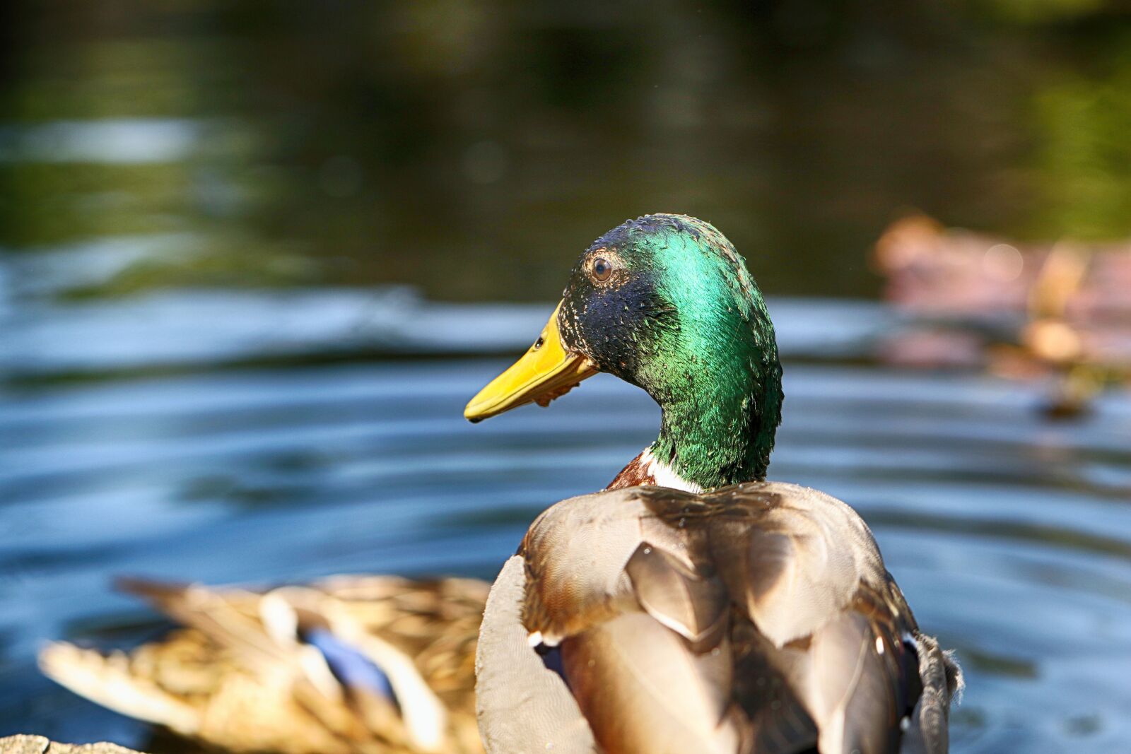 Canon EOS 7D Mark II sample photo. Duck, animal, nature photography