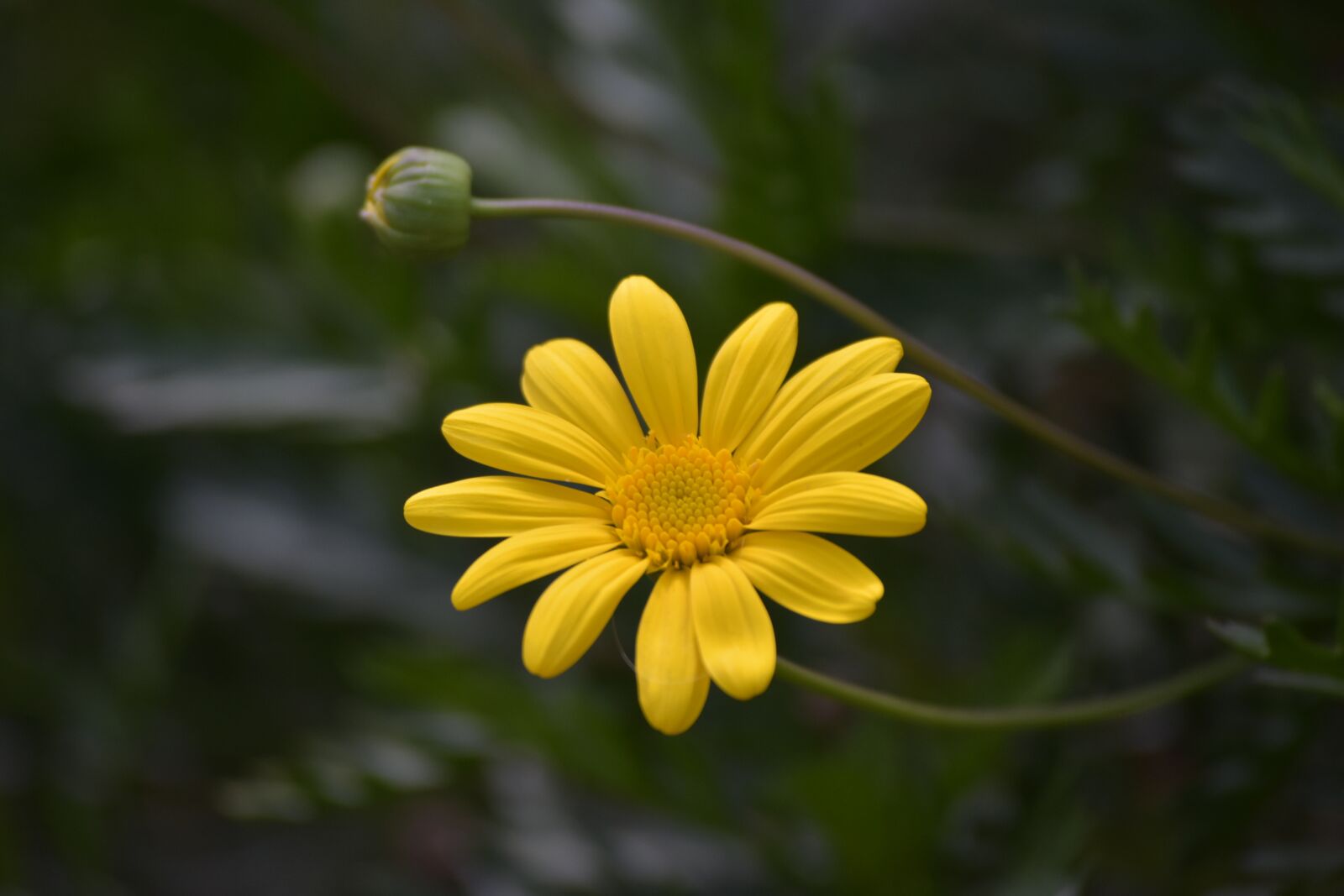 Nikon D3400 sample photo. Garden landscape, daisy flower photography