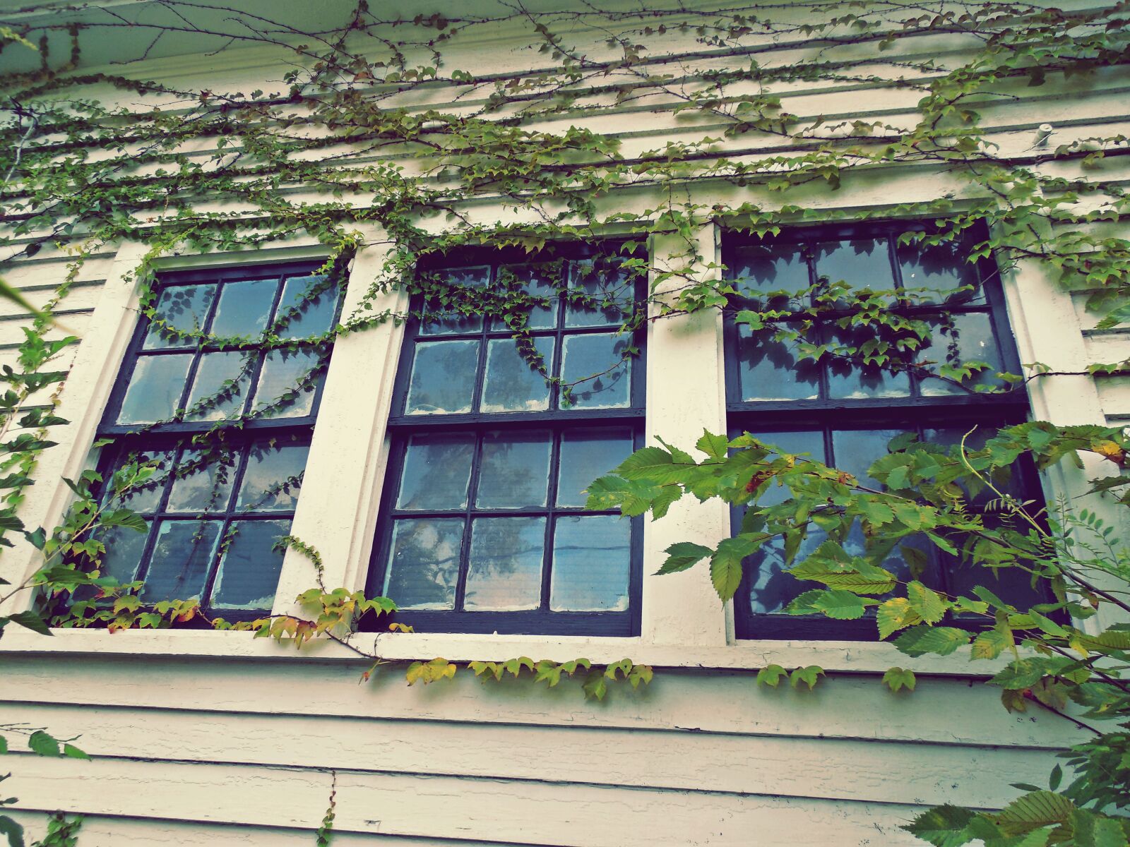Nikon COOLPIX L620 sample photo. Glass, house, ivy, leaves photography