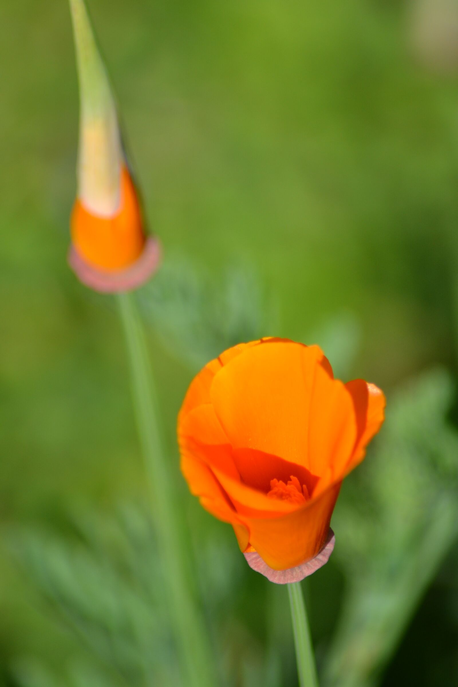 Nikon D3100 sample photo. Poppy, flower, orange photography