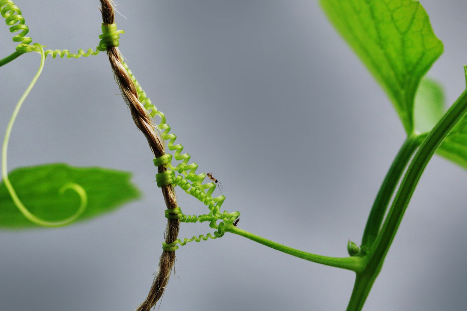Canon EF 100mm F2.8L Macro IS USM sample photo. Leaf, flora, nature photography