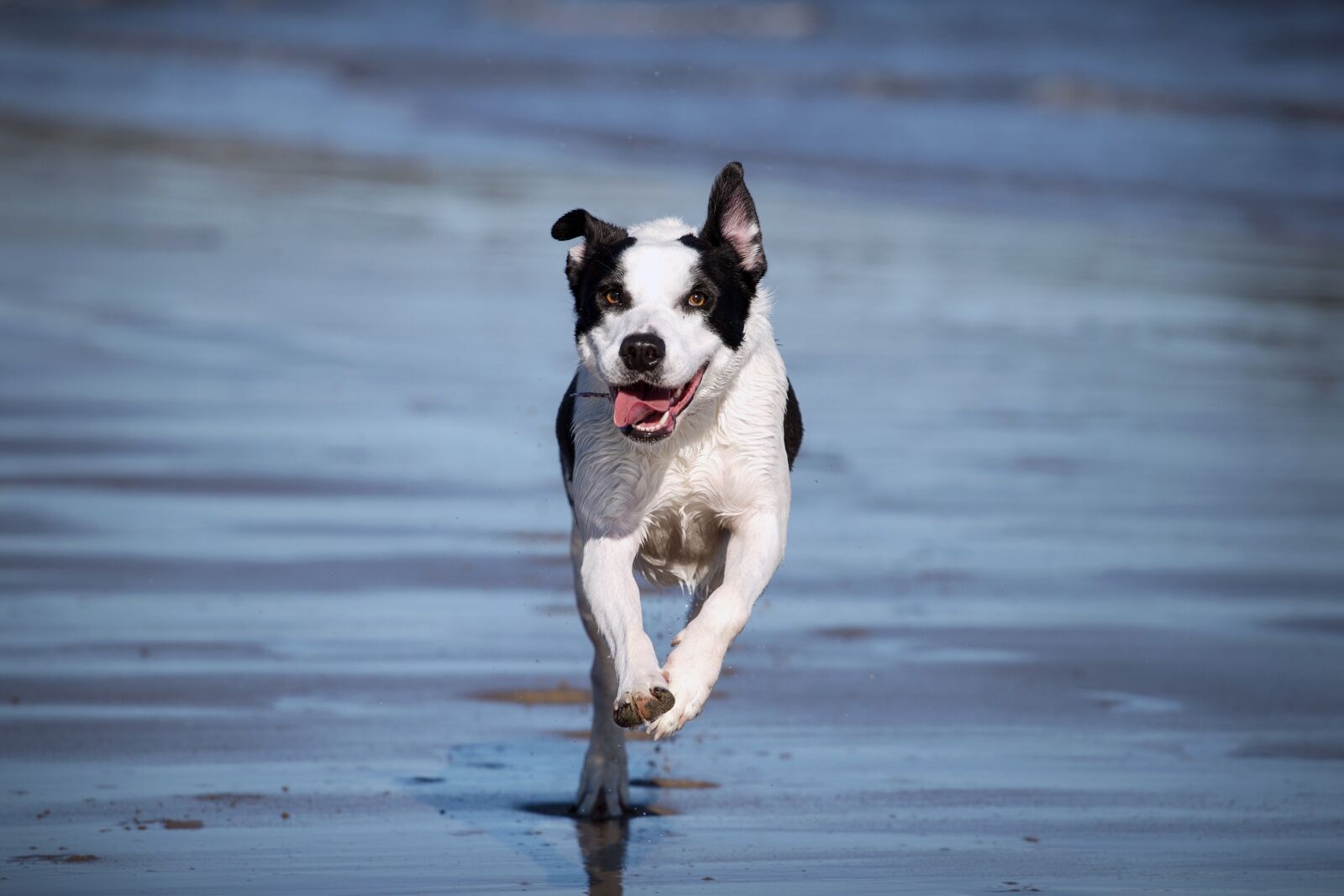 Canon EOS 6D + Canon EF 70-200mm F4L USM sample photo. Dog, running, pet photography