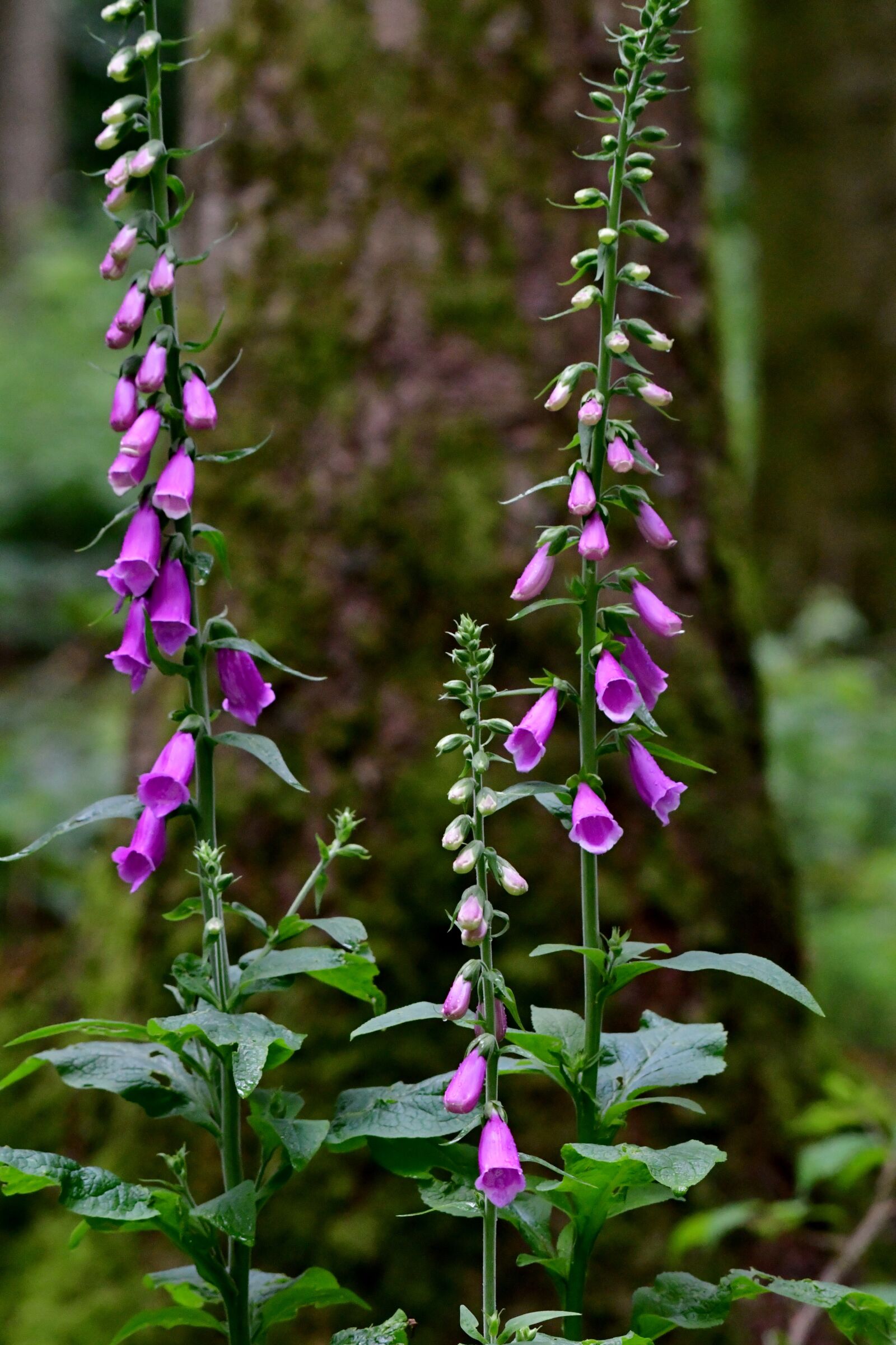 Nikon D500 sample photo. Foxglove, tree, forest photography