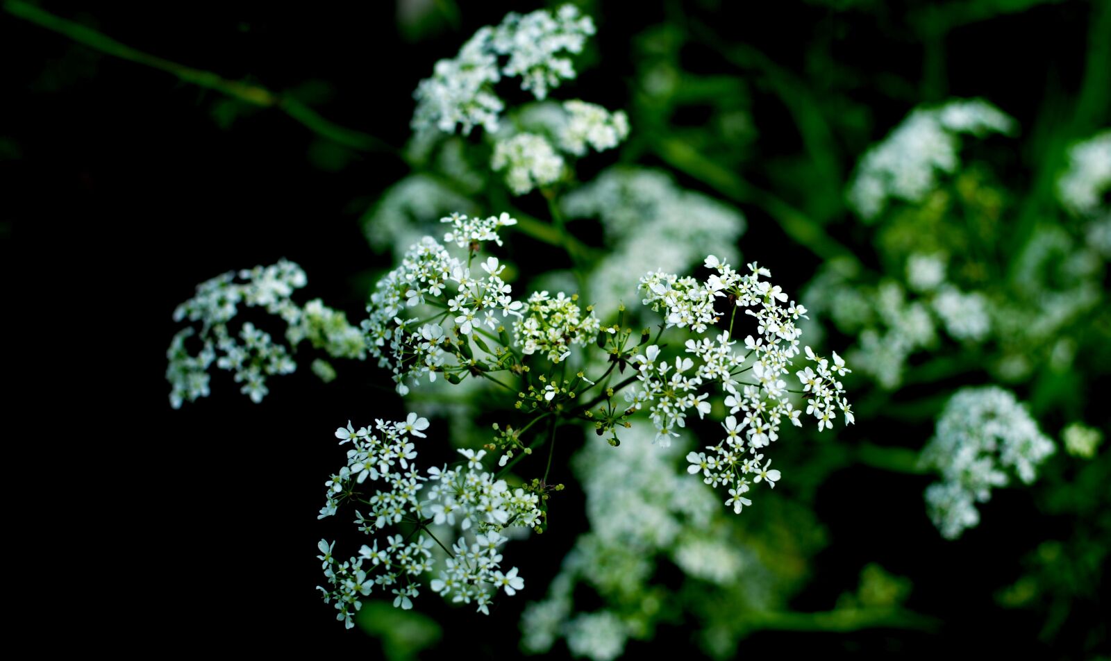 Nikon D5200 sample photo. Flower, white, white flower photography