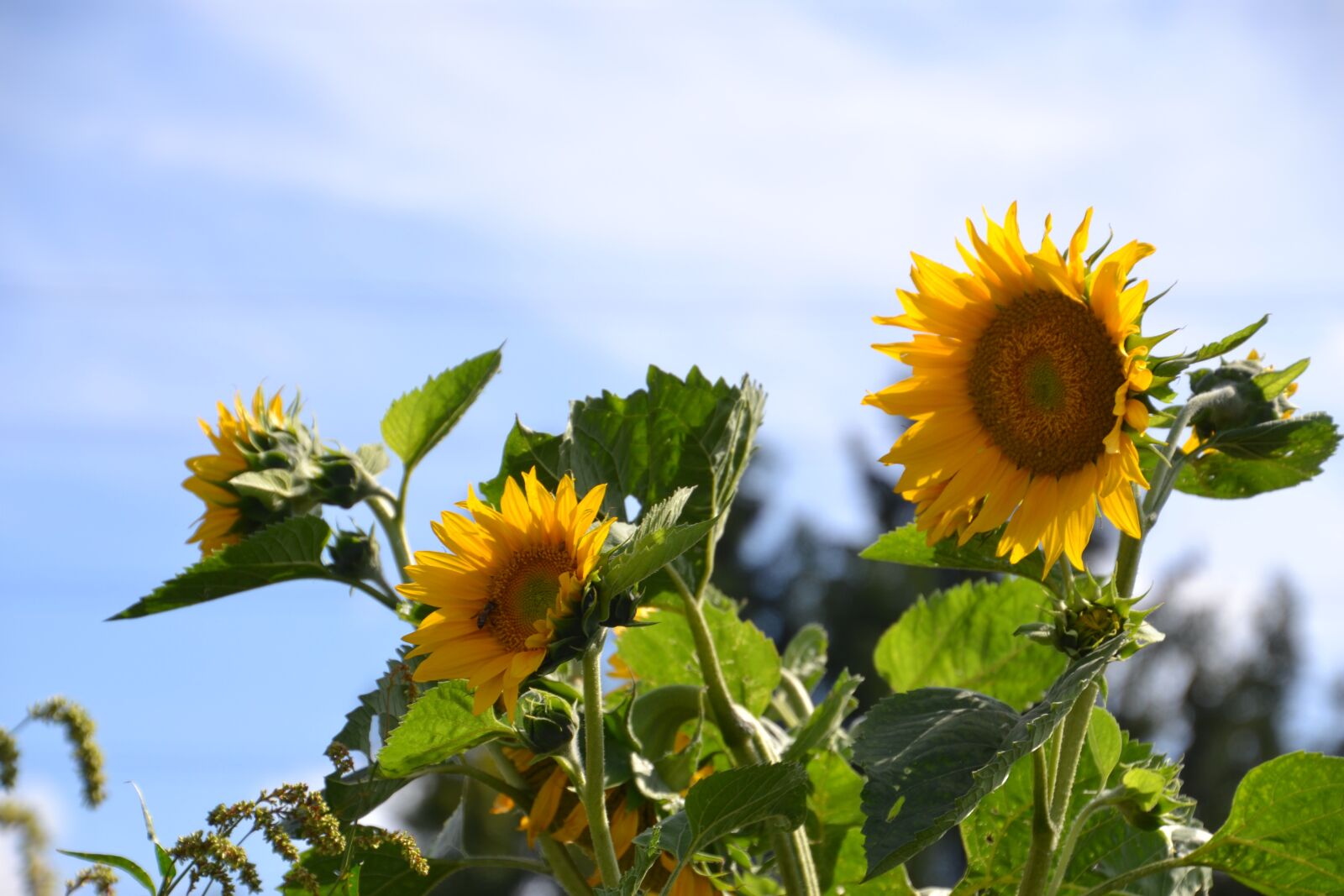 Nikon D3100 sample photo. Sunflower, bloom, yellow photography
