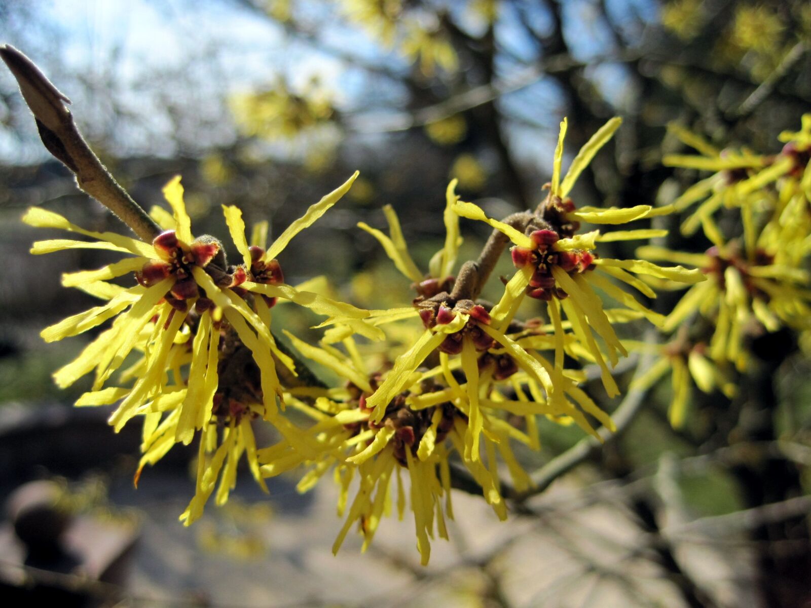 Canon PowerShot SD1200 IS (Digital IXUS 95 IS / IXY Digital 110 IS) sample photo. Spring, witch hazel, blossom photography