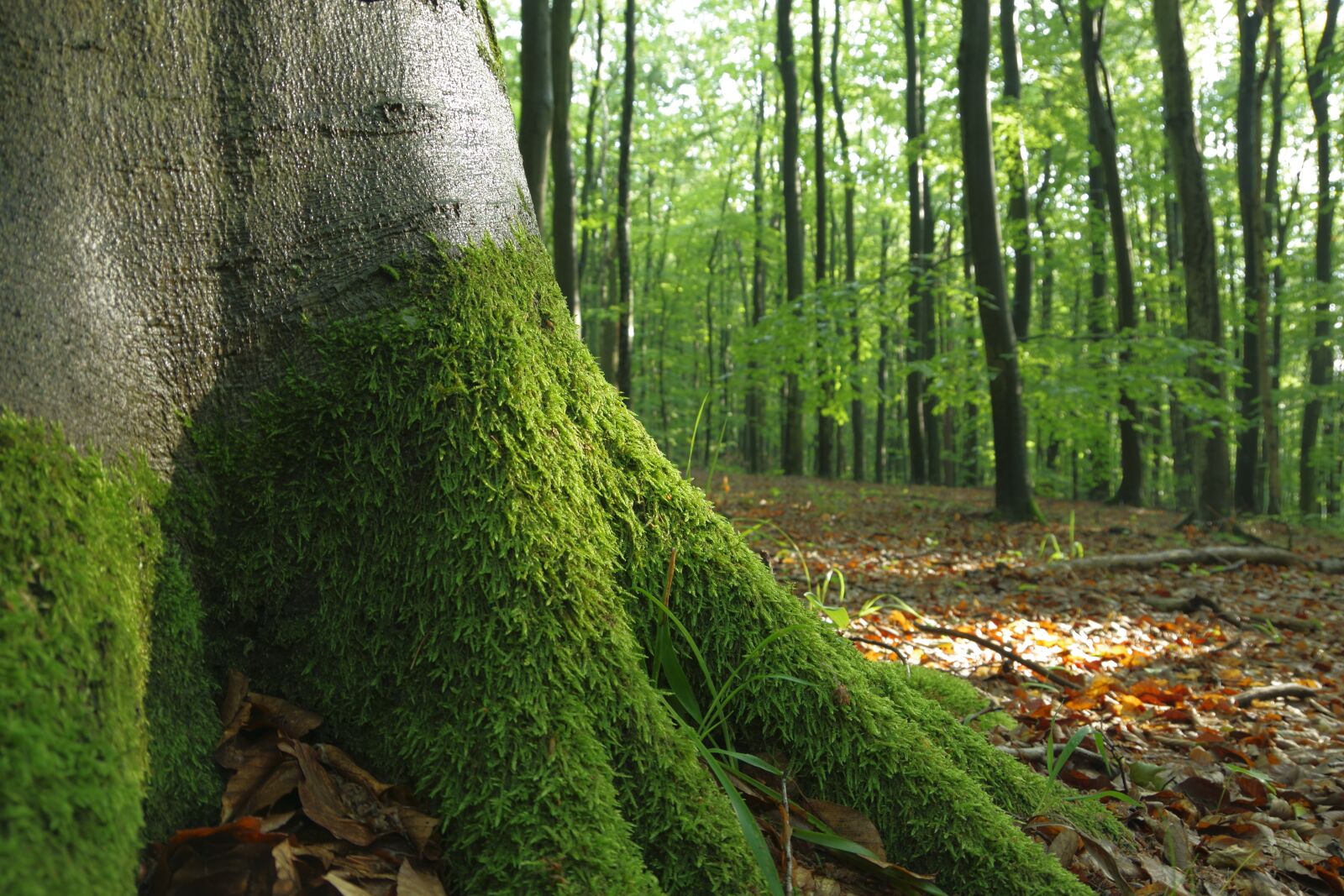 Pentax K-70 sample photo. Forest, trees, nature photography
