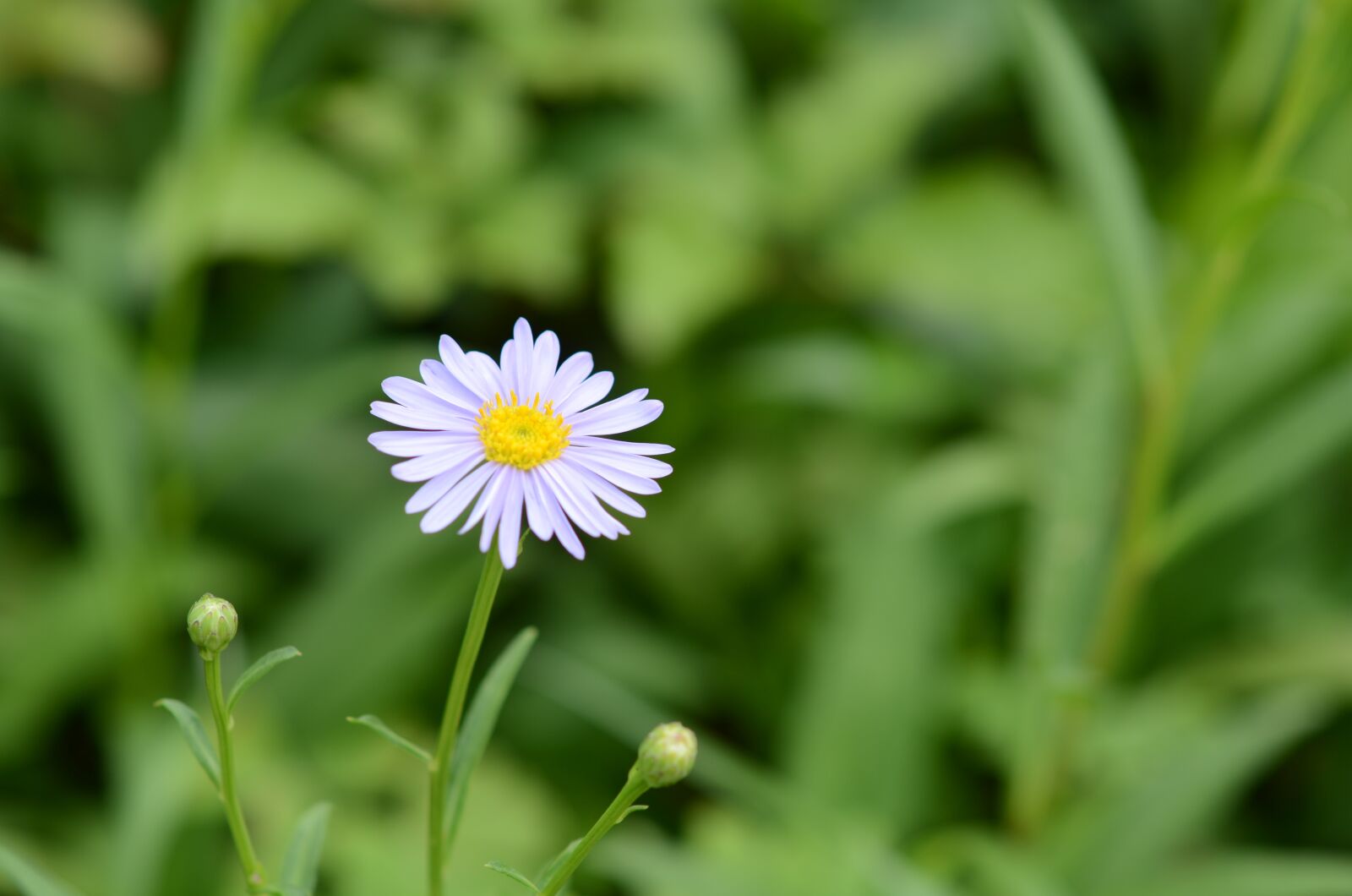 Nikon D7000 sample photo. Flowers, plants, petals photography