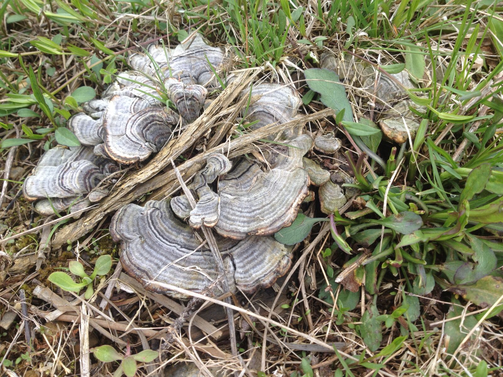 iPhone 4S back camera 4.28mm f/2.4 sample photo. Toadstools photography