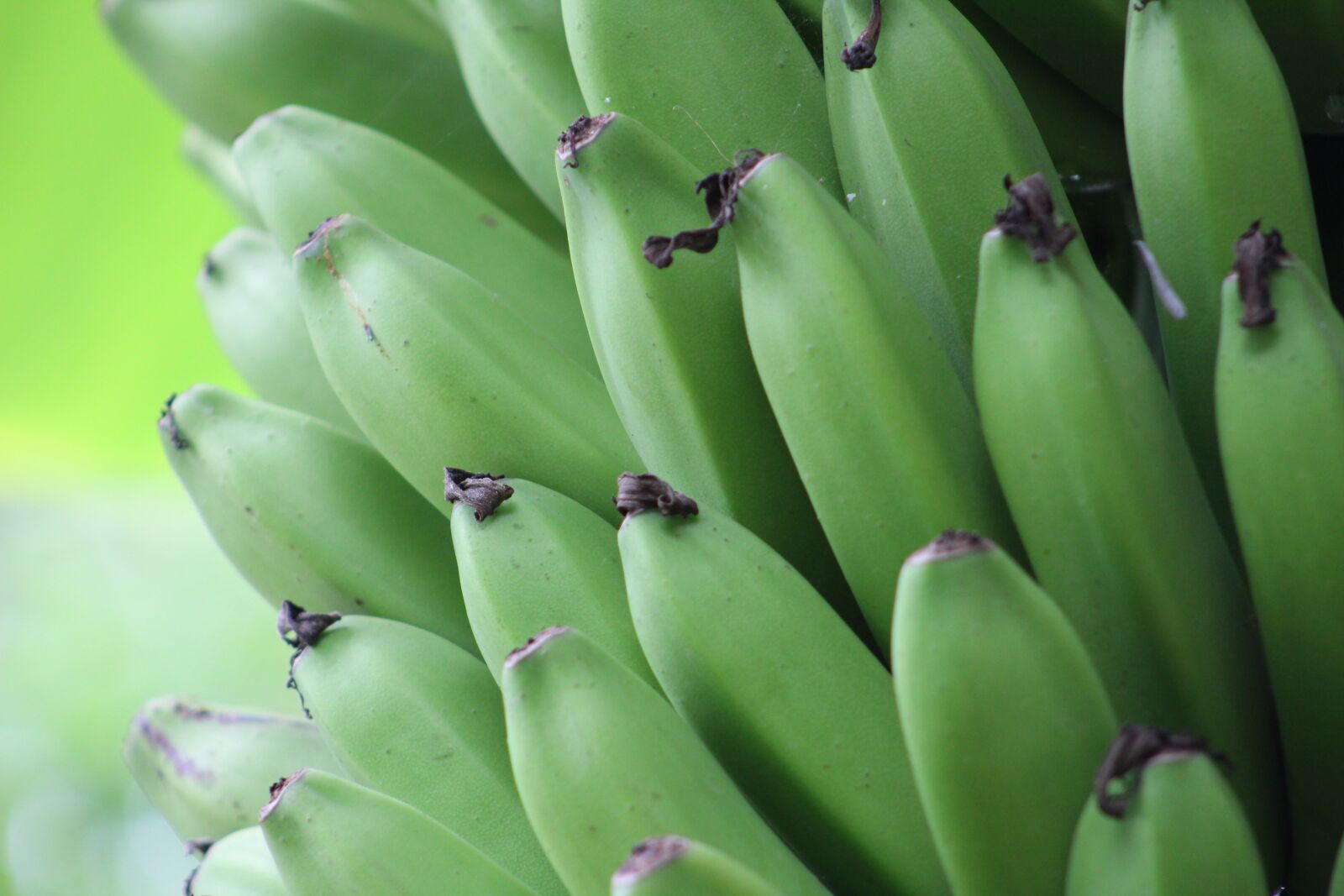 Canon EOS 1300D (EOS Rebel T6 / EOS Kiss X80) sample photo. Bananas, green, nature photography
