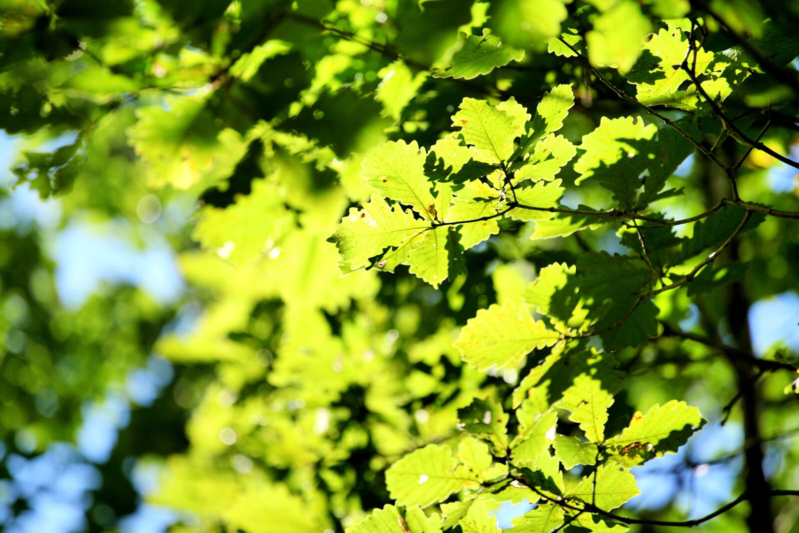 Canon EOS 5D Mark II sample photo. The scenery, china, green photography