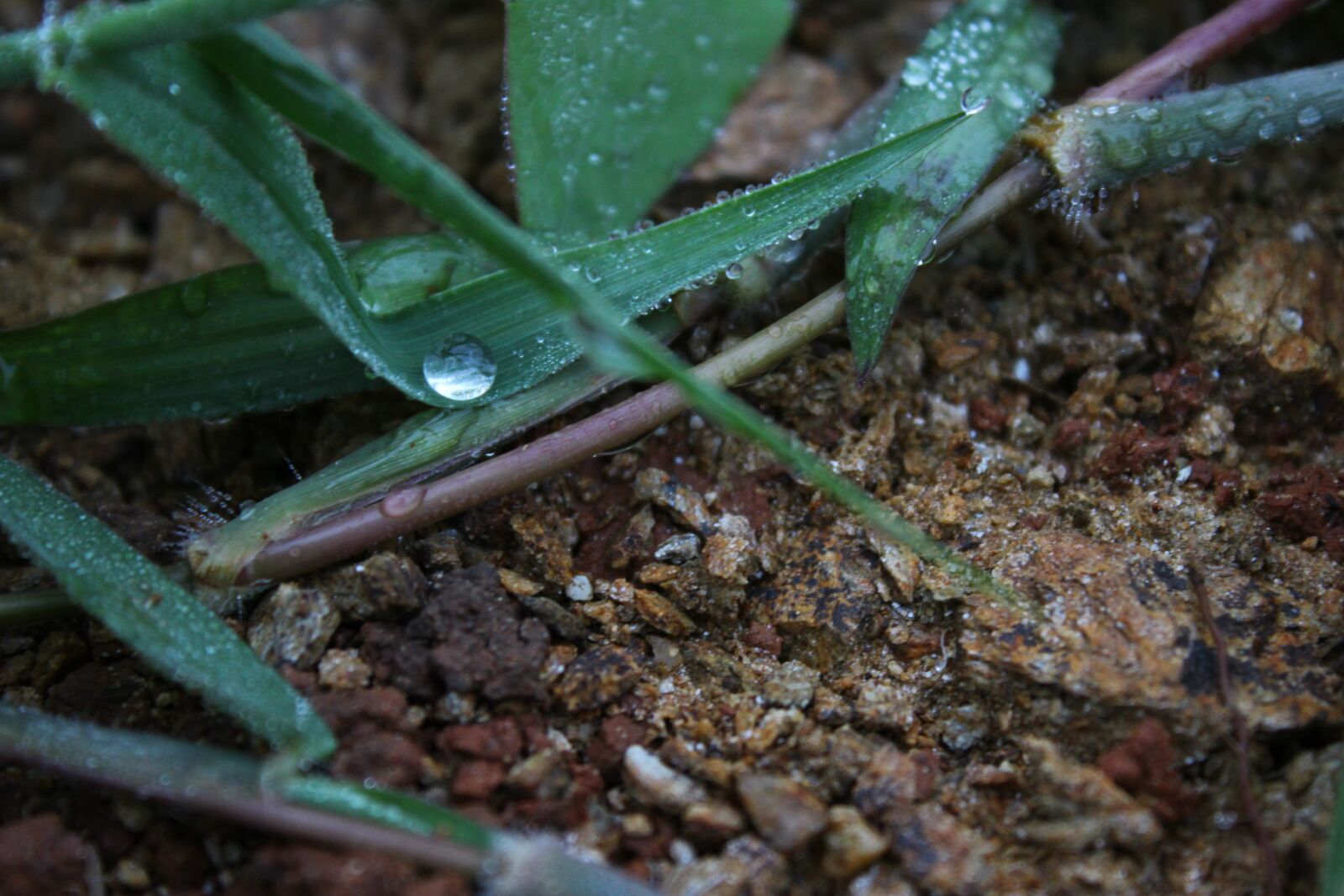 Canon EOS 600D (Rebel EOS T3i / EOS Kiss X5) sample photo. Water drops, ball, leaf photography
