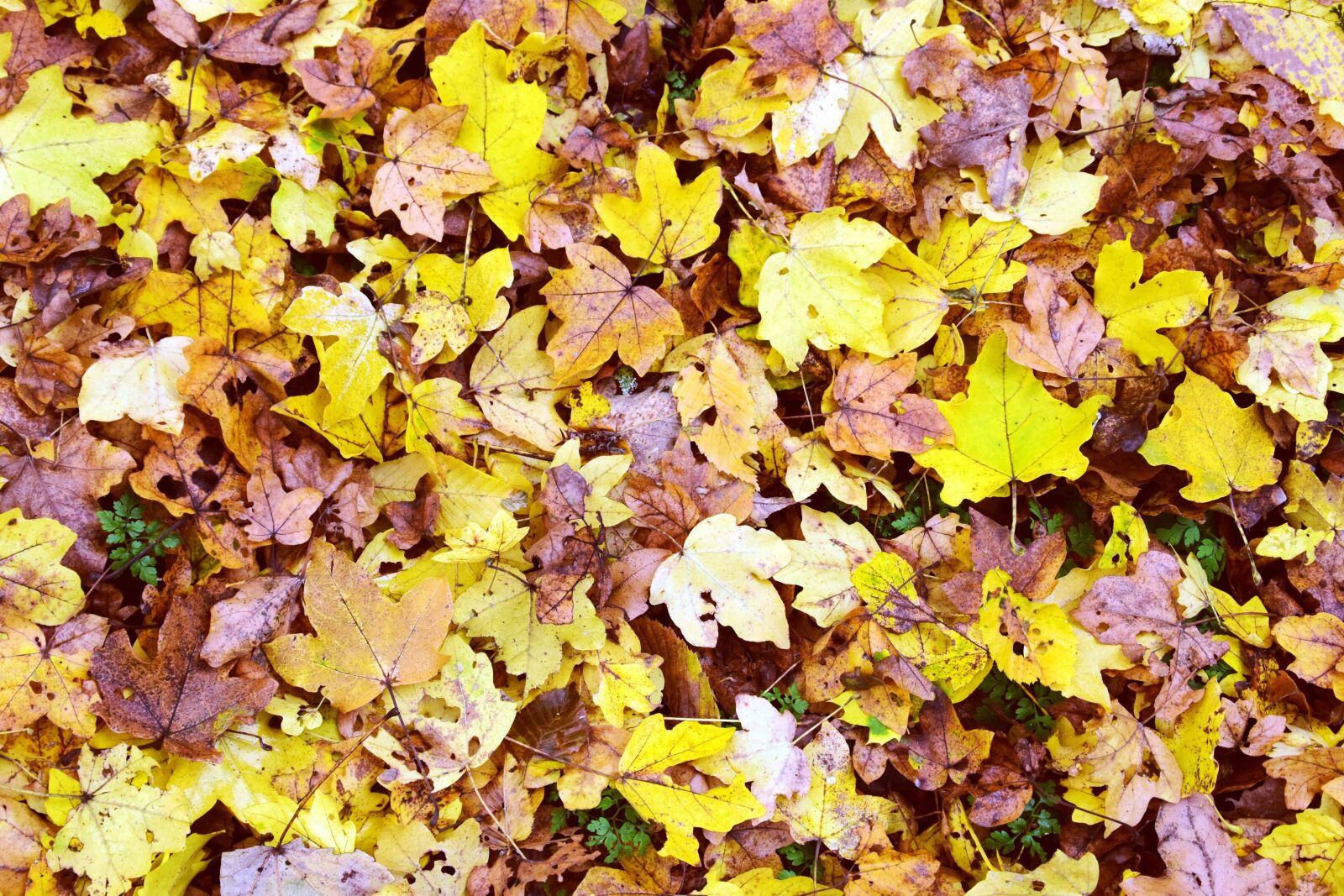Nikon D3300 sample photo. Texture, leaf, flora, nature photography