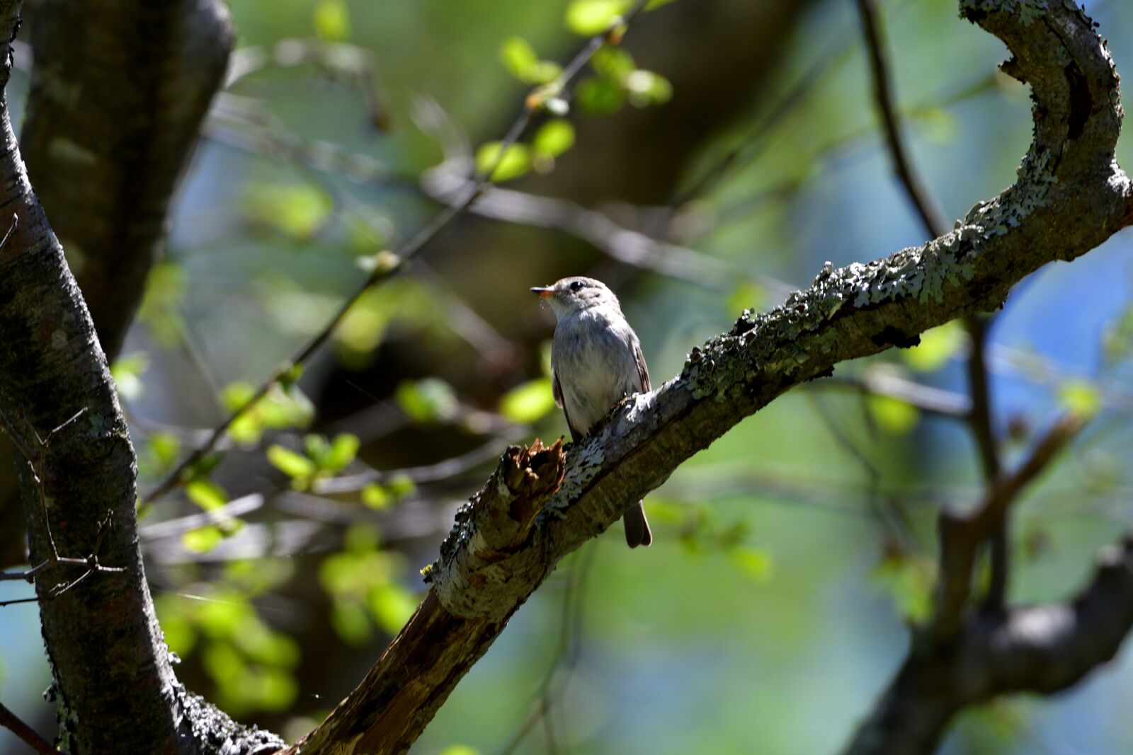Nikon D500 sample photo. Natural, wood, outdoors photography