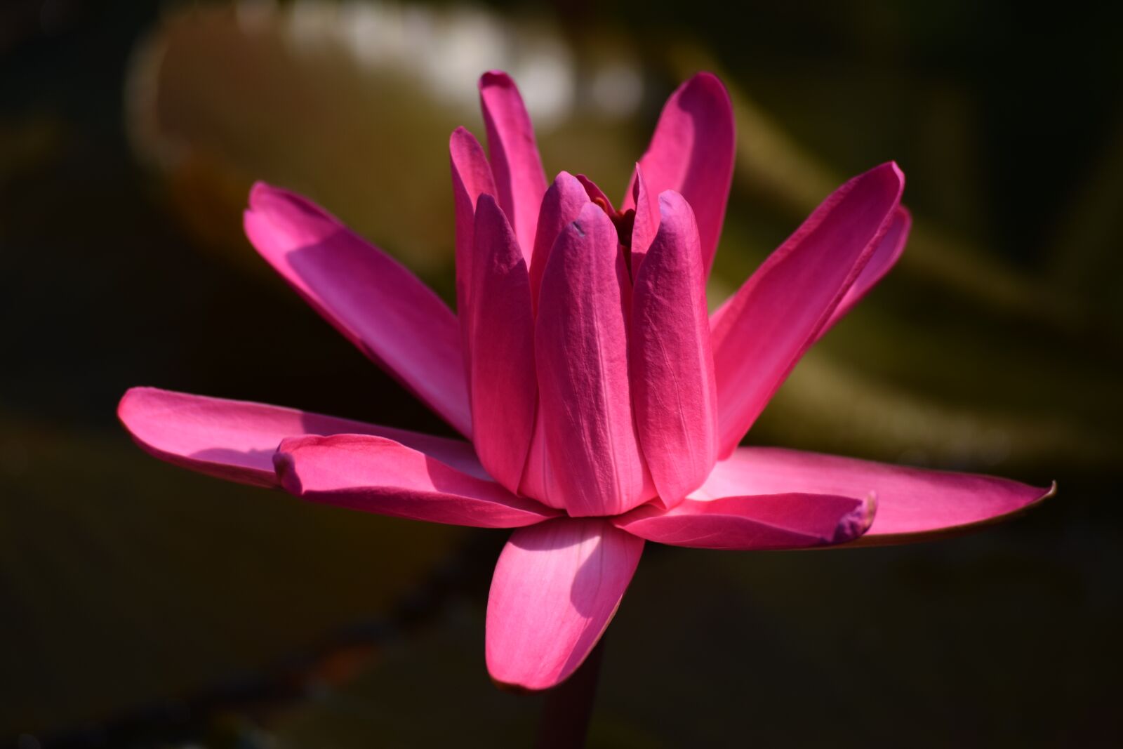 Nikon D3300 sample photo. Flower, petal, cyclamen photography