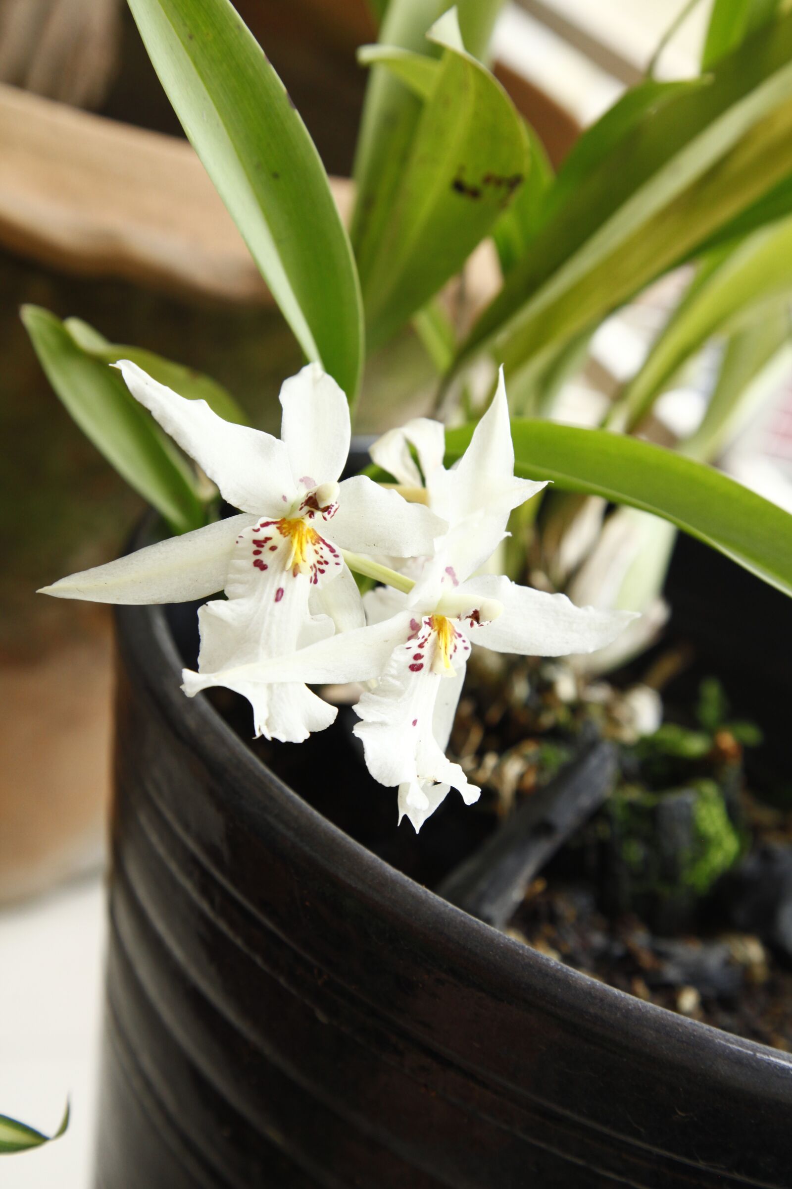 Canon EOS 5D Mark II sample photo. Orchid, oncidium, flower photography