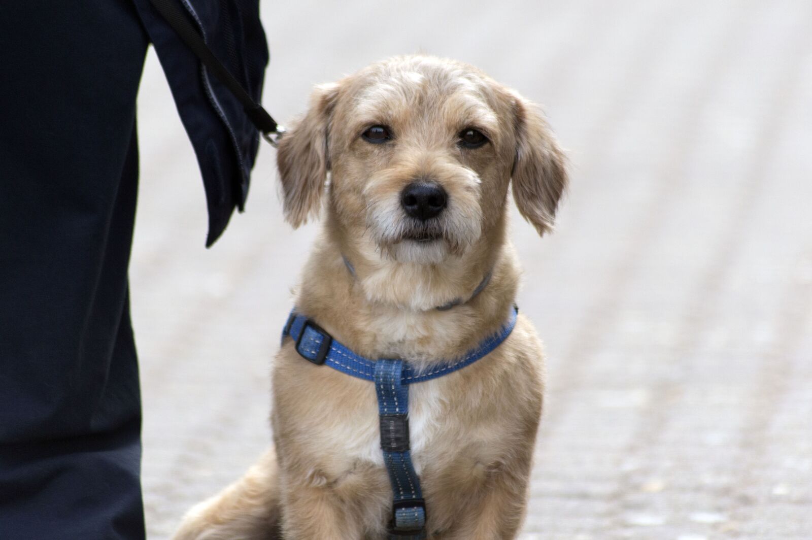 Nikon D3200 sample photo. Dog, pet, animal photography