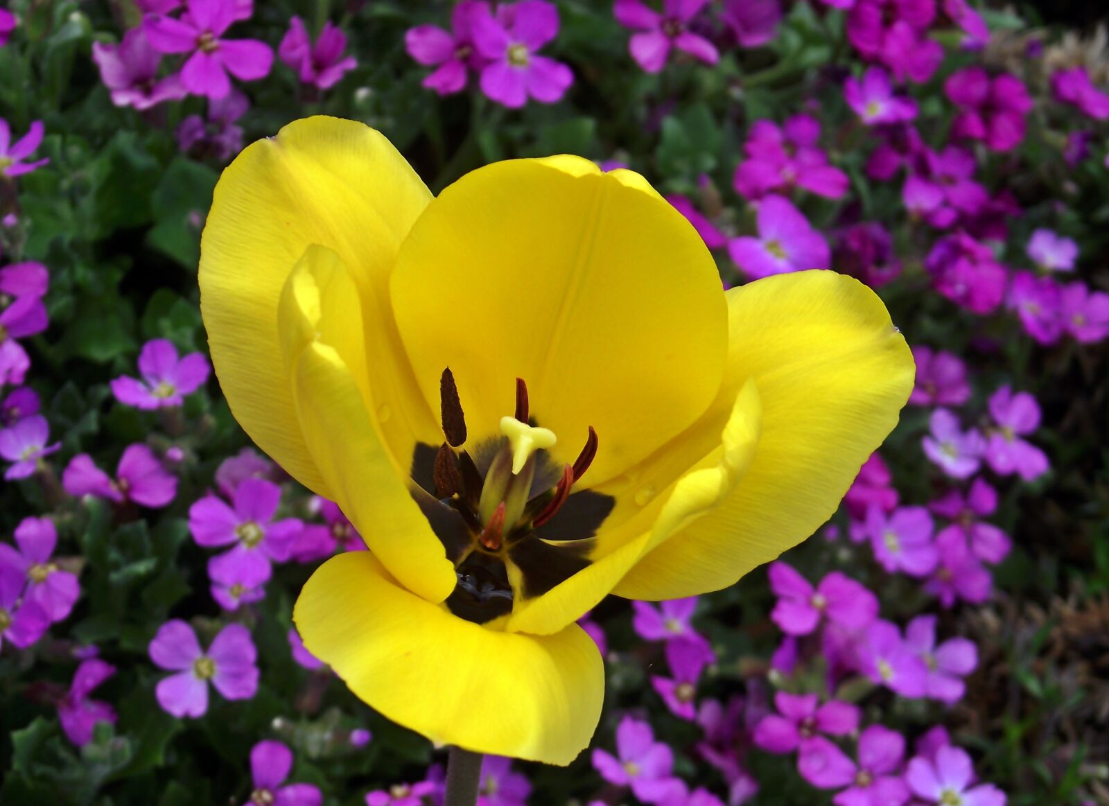 FujiFilm FinePix S1600 (FinePix S1770) sample photo. Tulip, flower, yellow photography