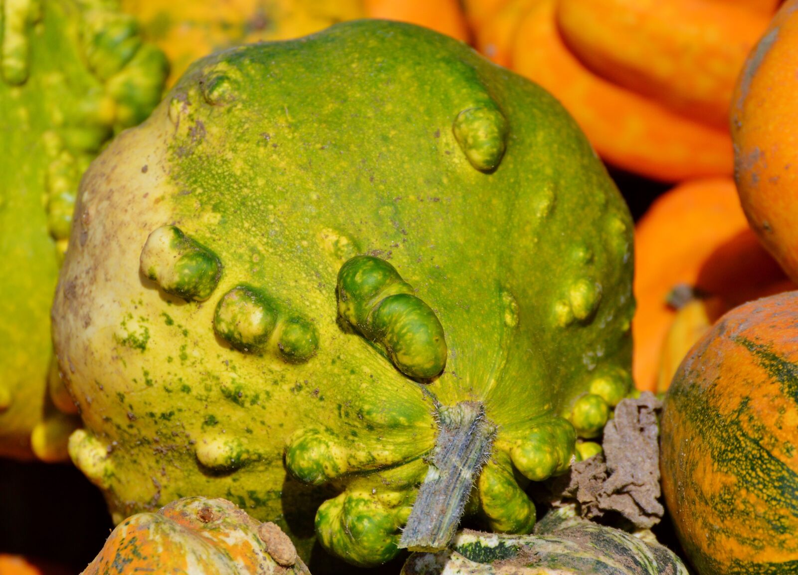 Nikon D3200 sample photo. Pumpkin, fruit, orange photography