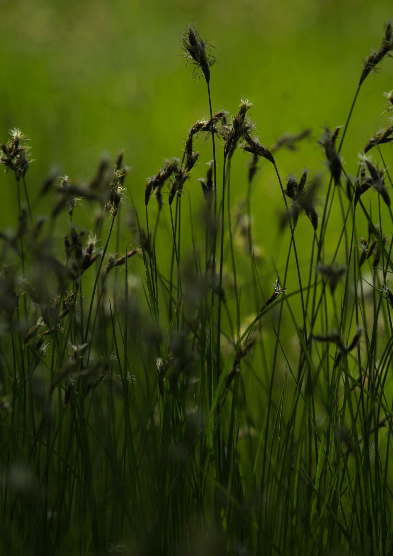 Canon EOS 1200D (EOS Rebel T5 / EOS Kiss X70 / EOS Hi) sample photo. Grass, herbs, background photography