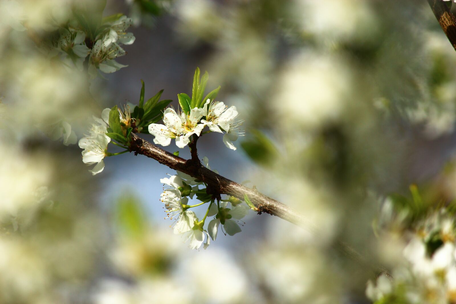 Canon EOS 600D (Rebel EOS T3i / EOS Kiss X5) sample photo. Flower, nature, tree photography
