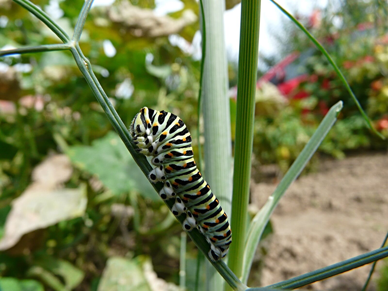 Panasonic DMC-FZ18 sample photo. Close up, caterpillar, dill photography