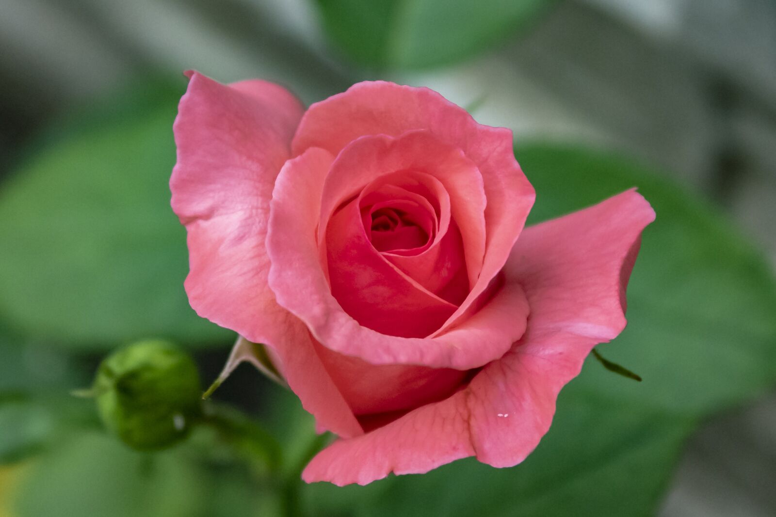 Canon EOS 1300D (EOS Rebel T6 / EOS Kiss X80) sample photo. Rose, tea rose, flower photography