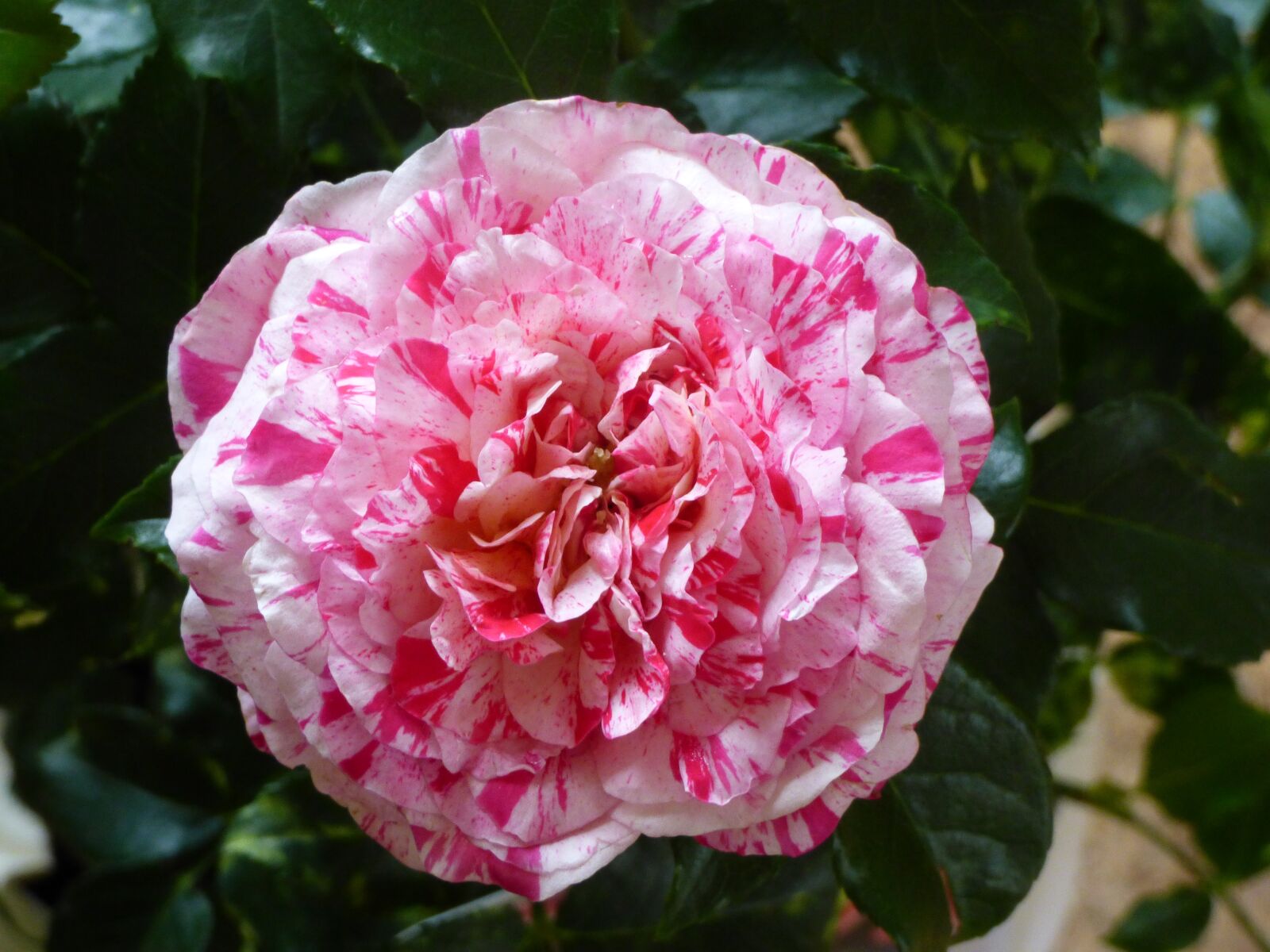Panasonic DMC-FZ72 sample photo. Rose, pink, nature photography