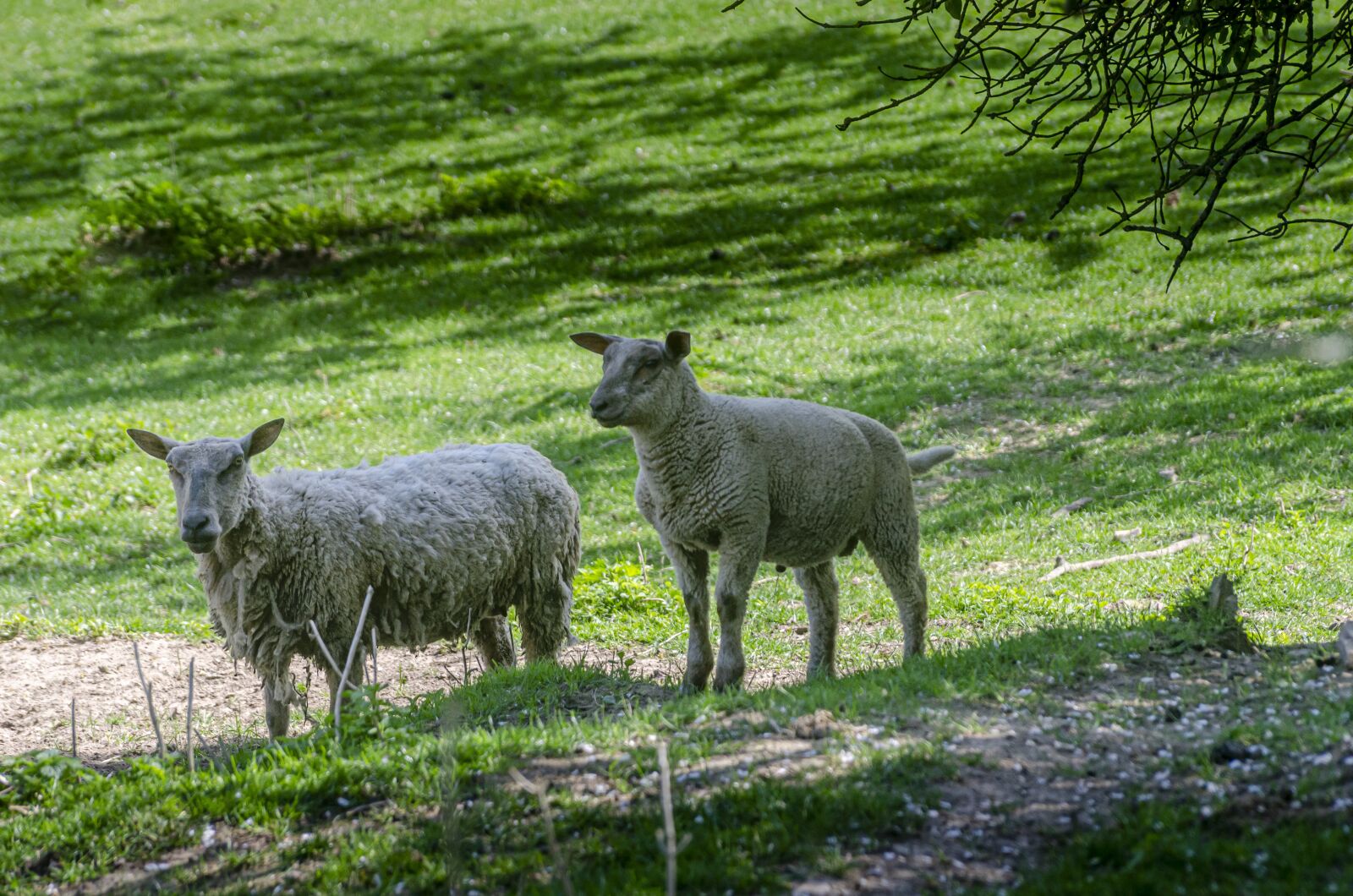 Nikon D7000 sample photo. Sheep, prairie, field photography
