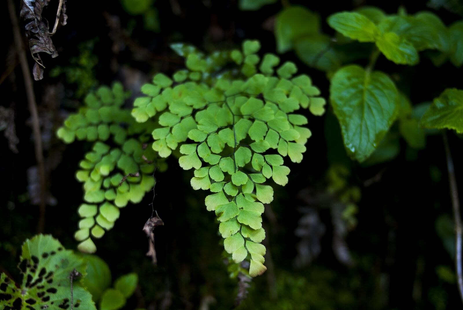 Nikon D60 sample photo. Plant, leaf, nature photography