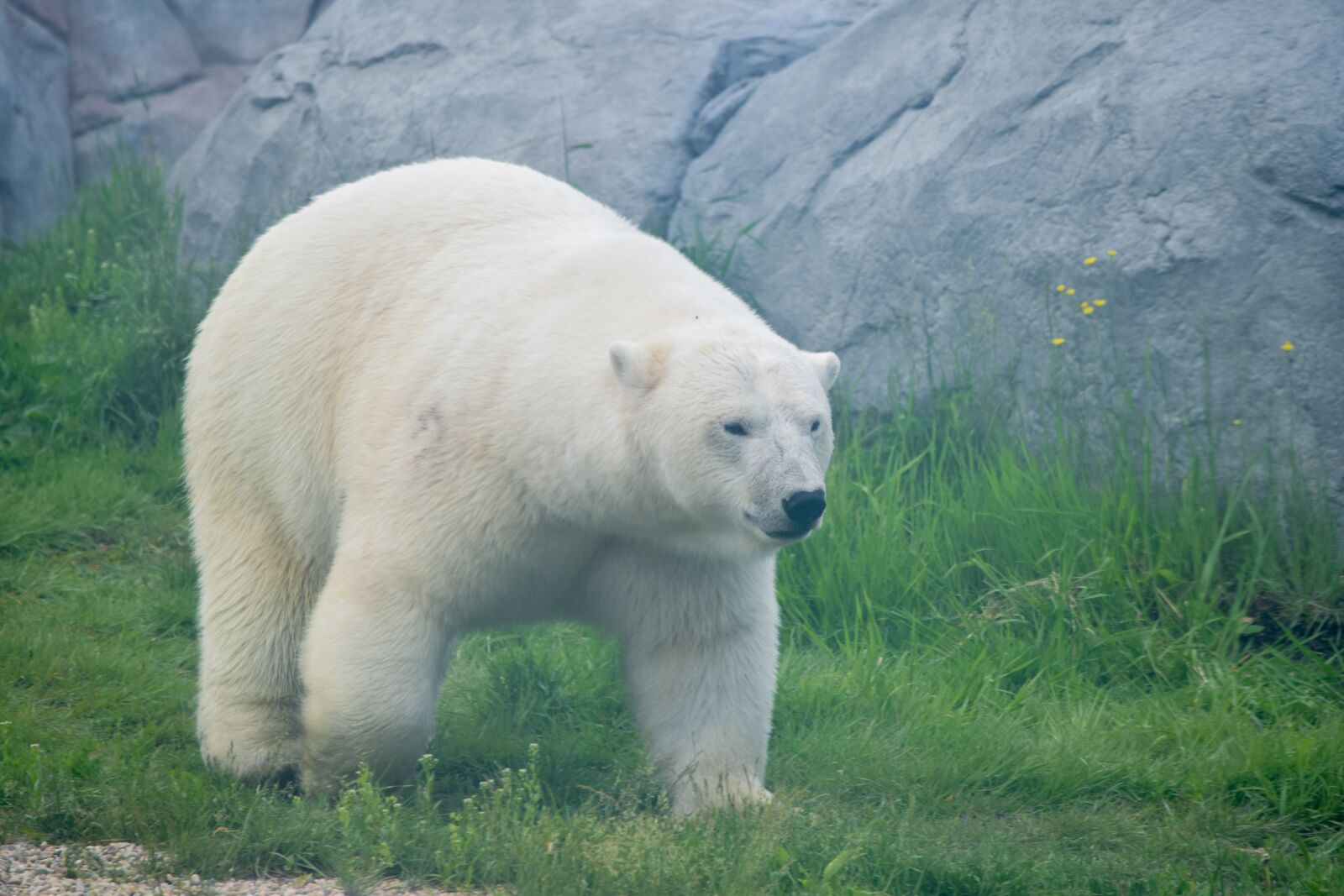 Nikon D3300 sample photo. Polar bear, bear, polar photography
