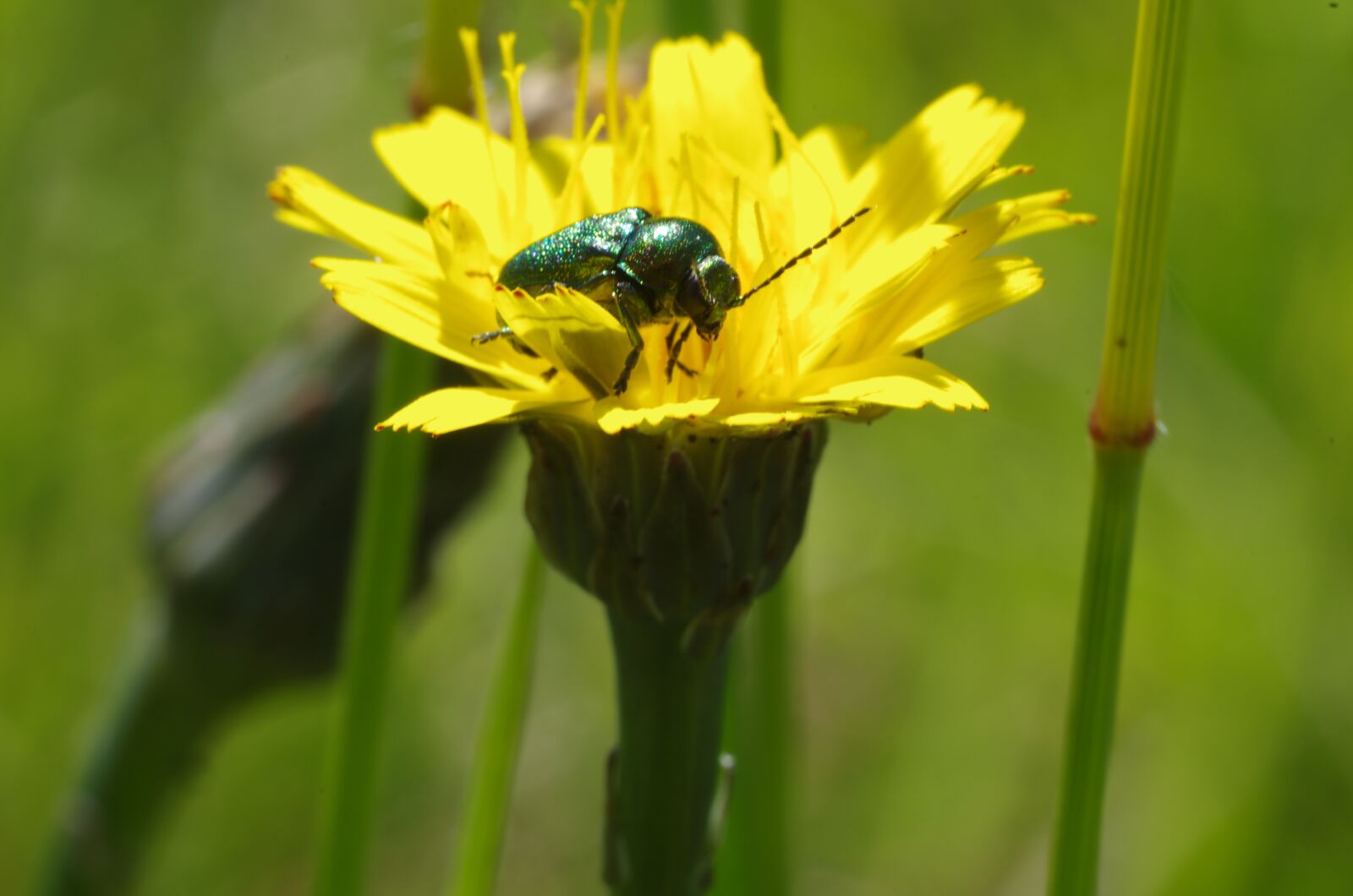 Pentax K-5 sample photo. Beetle, green, insect photography
