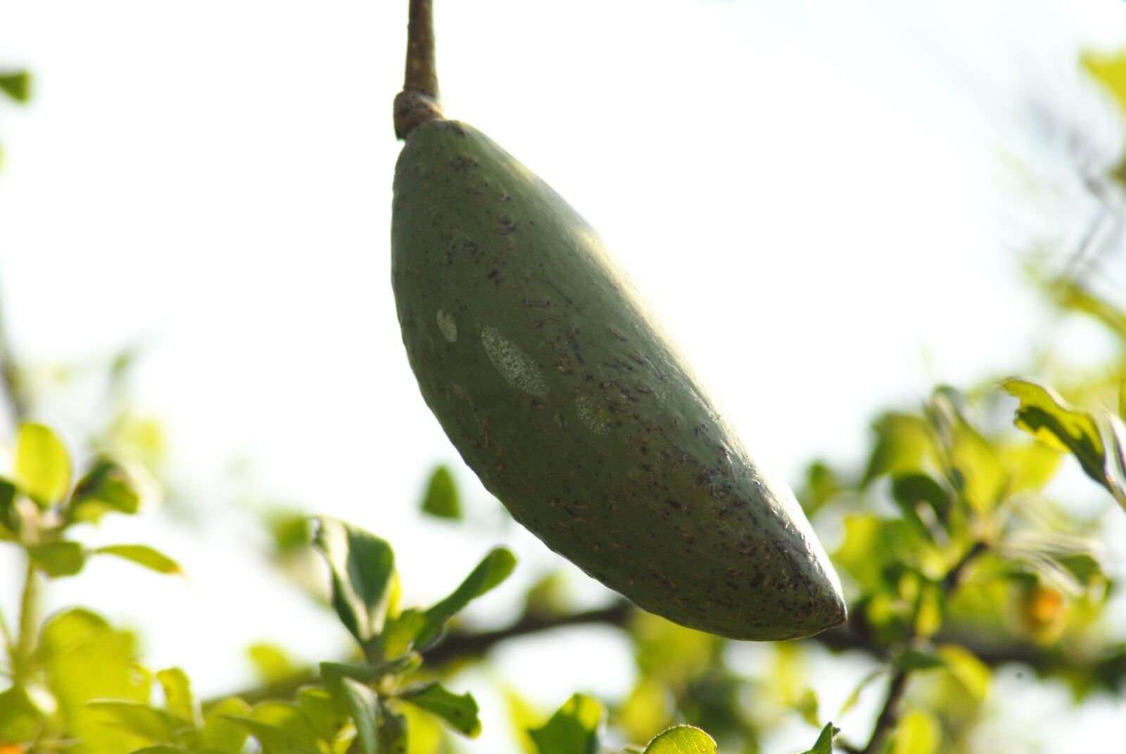 Nikon D200 sample photo. Egg borrego, tree, nature photography