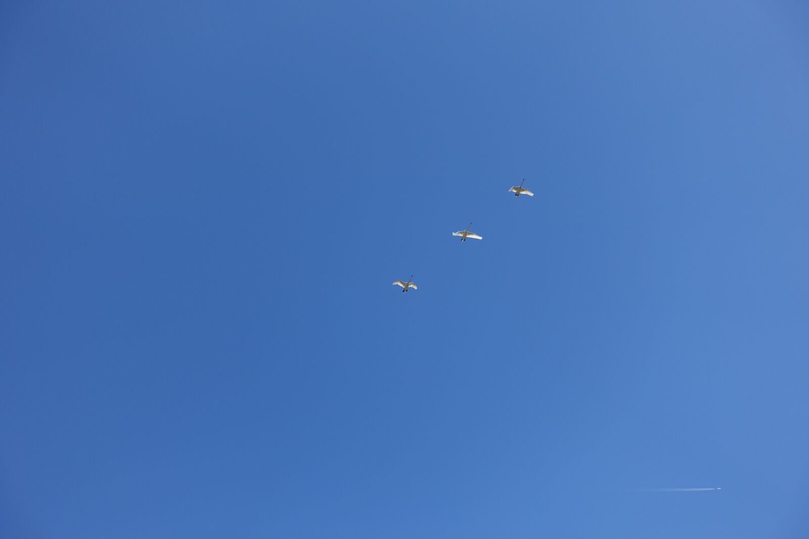 Sony Cyber-shot DSC-RX100 III sample photo. The wild geese, bird photography