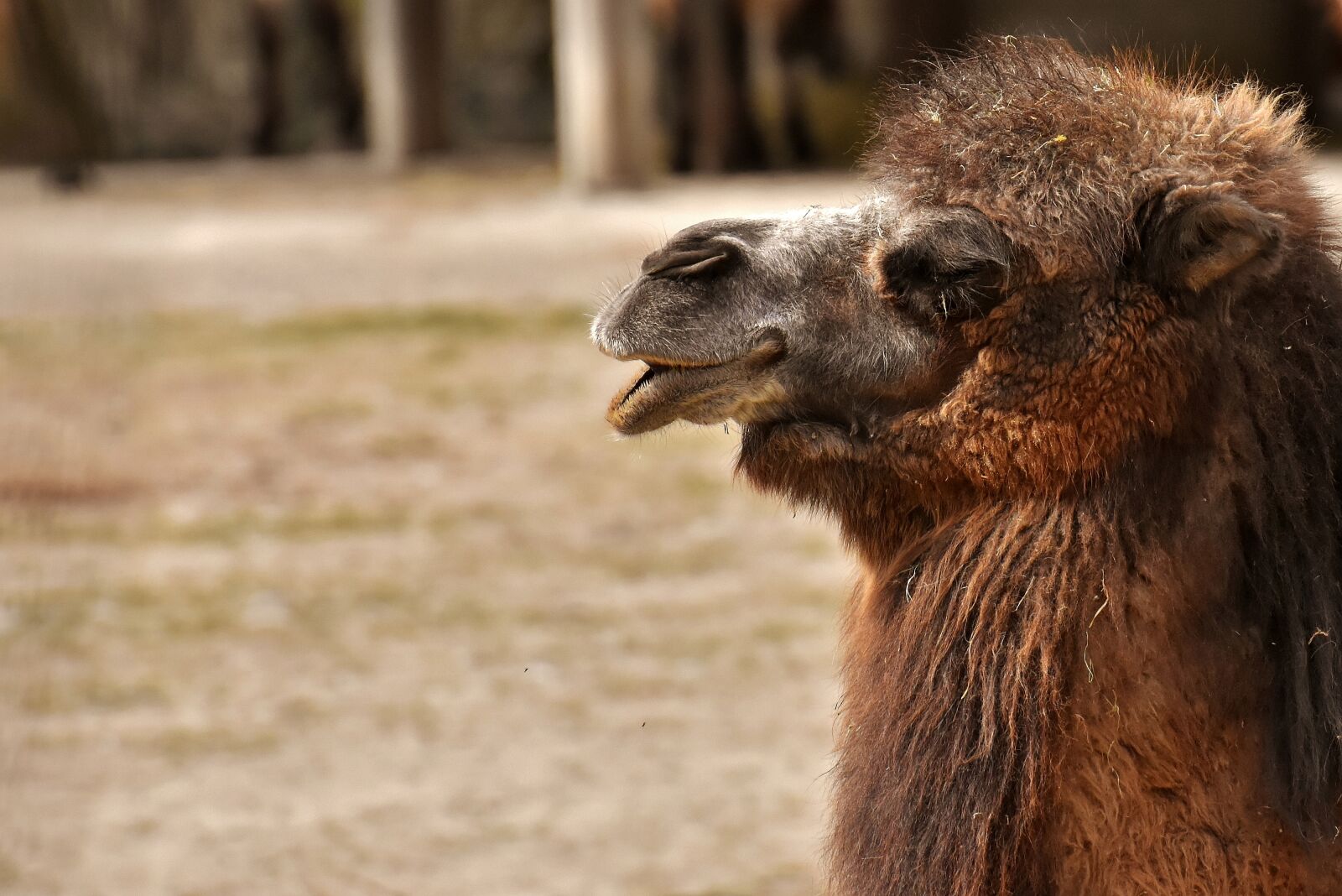Nikon D7200 sample photo. Camel, zoo, animal photography