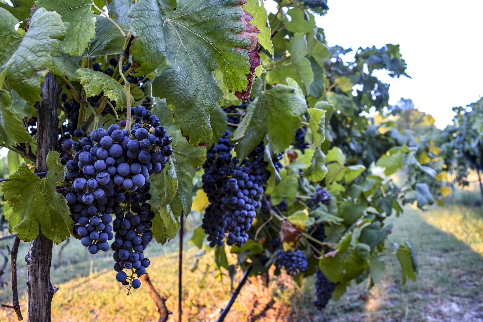 Nikon D7200 sample photo. Grapes, vine, vineyard photography