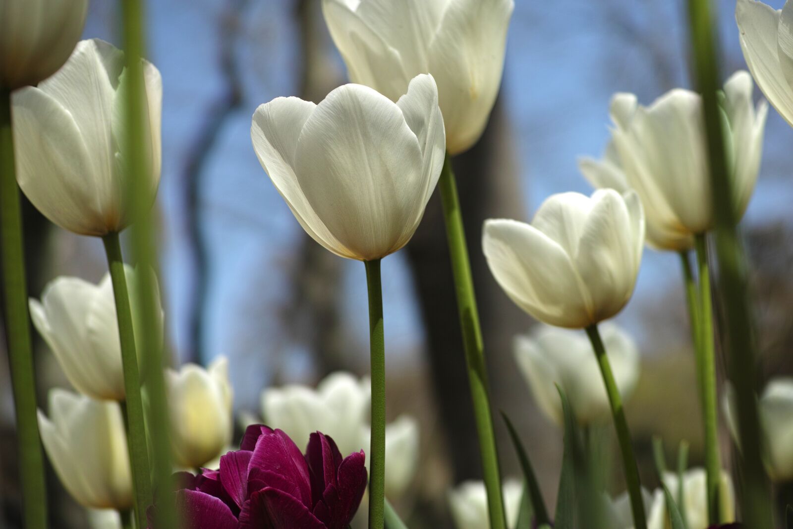 Sigma DP3 Merrill sample photo. White, flower, tulips photography