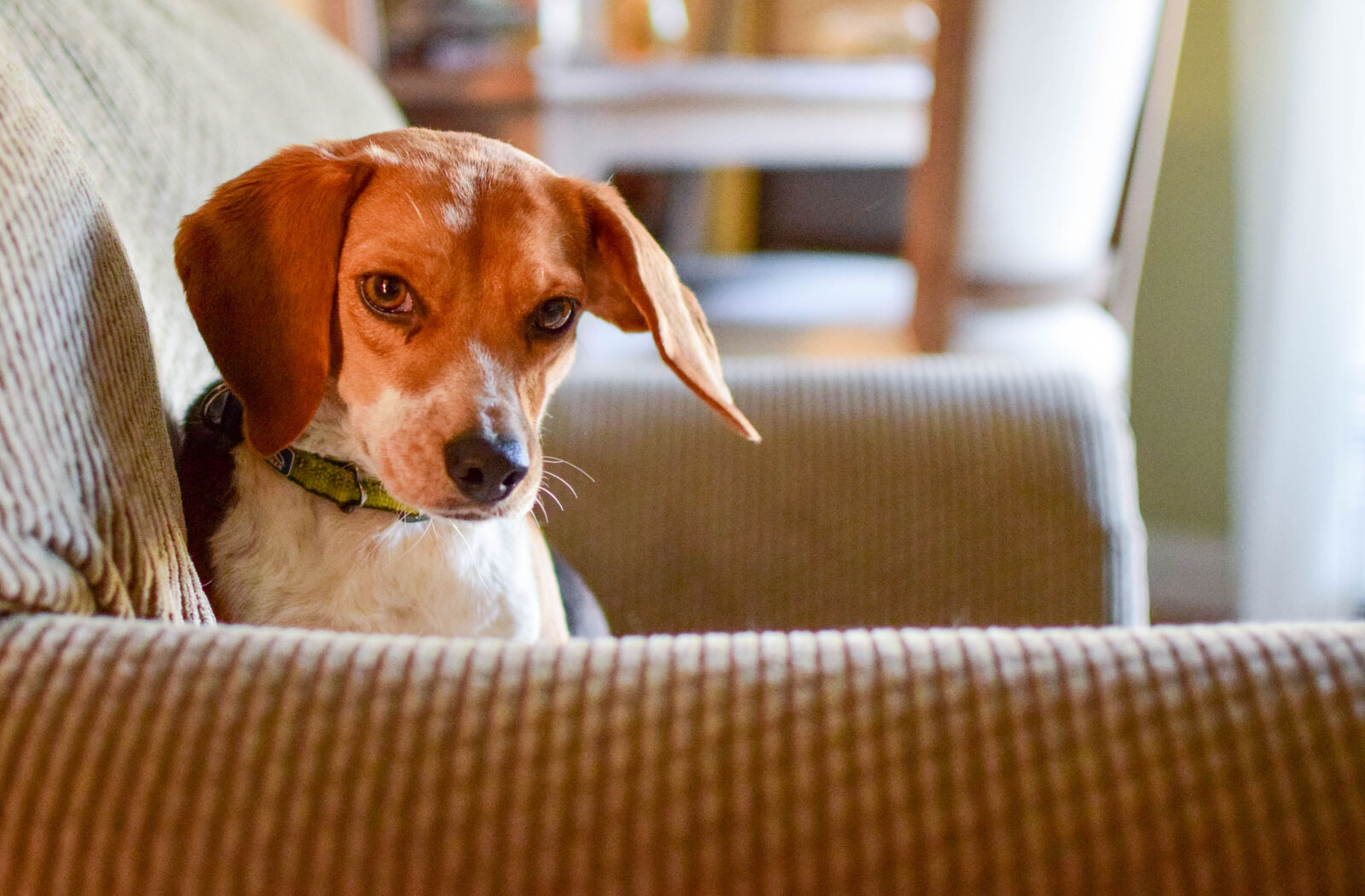 Nikon D5300 + Nikon AF-S DX Nikkor 35mm F1.8G sample photo. Beagle, dog, pets photography