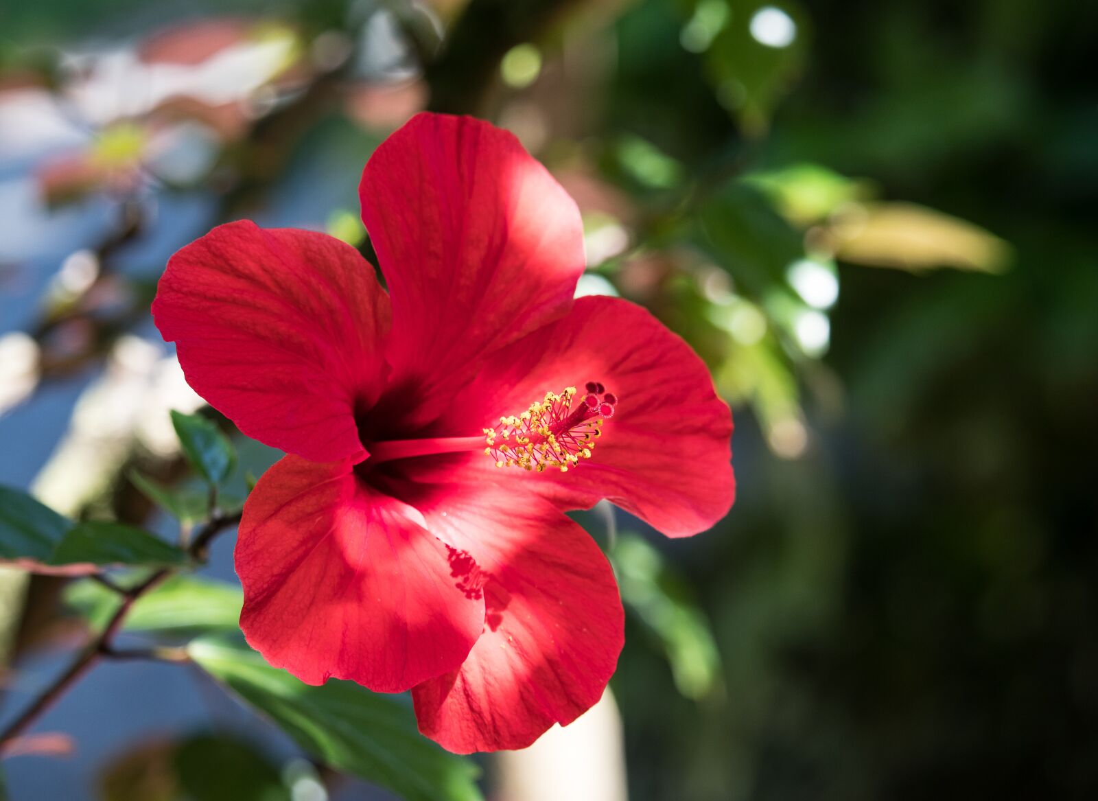 Canon EF-S 55-250mm F4-5.6 IS STM sample photo. Hibiscus, flower, plant photography
