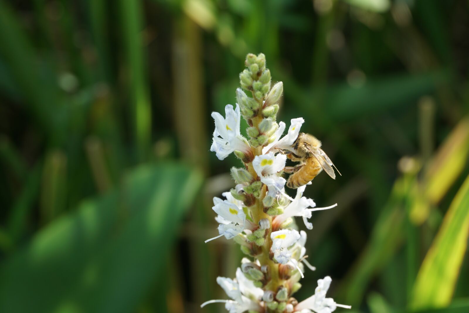 Sony a6000 sample photo. Spring, bee, flowers photography