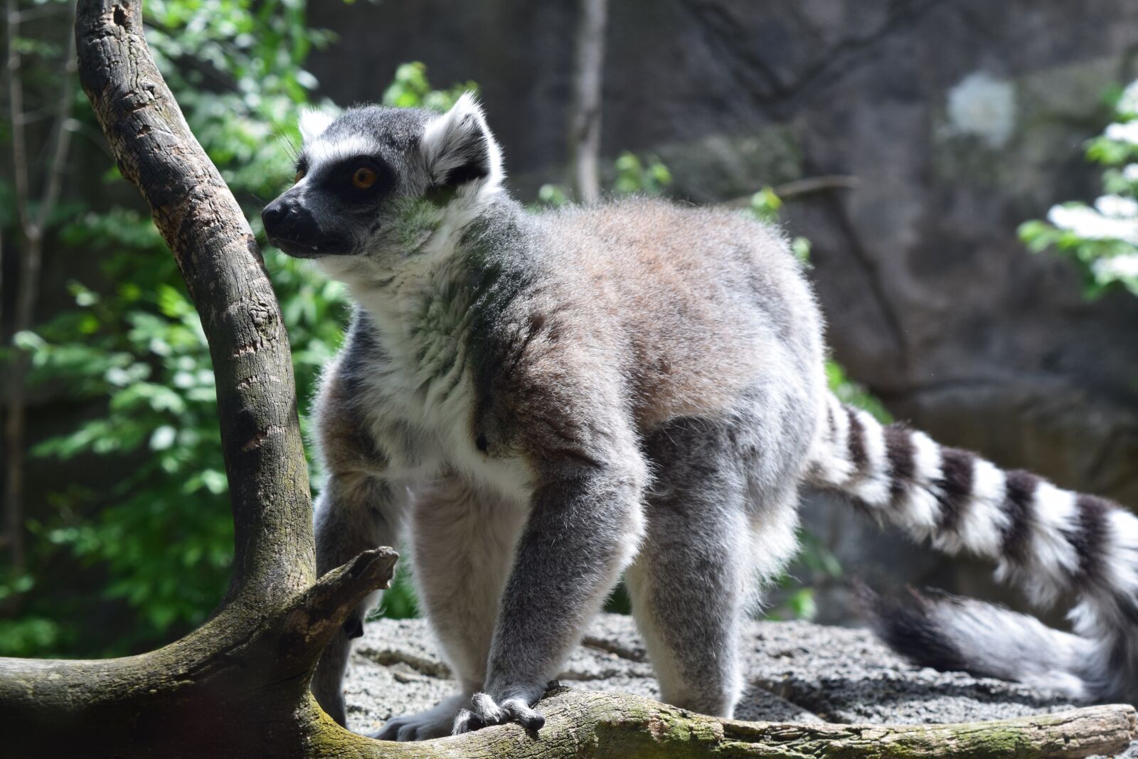 Nikon D5300 sample photo. Animal, lemur, wild photography