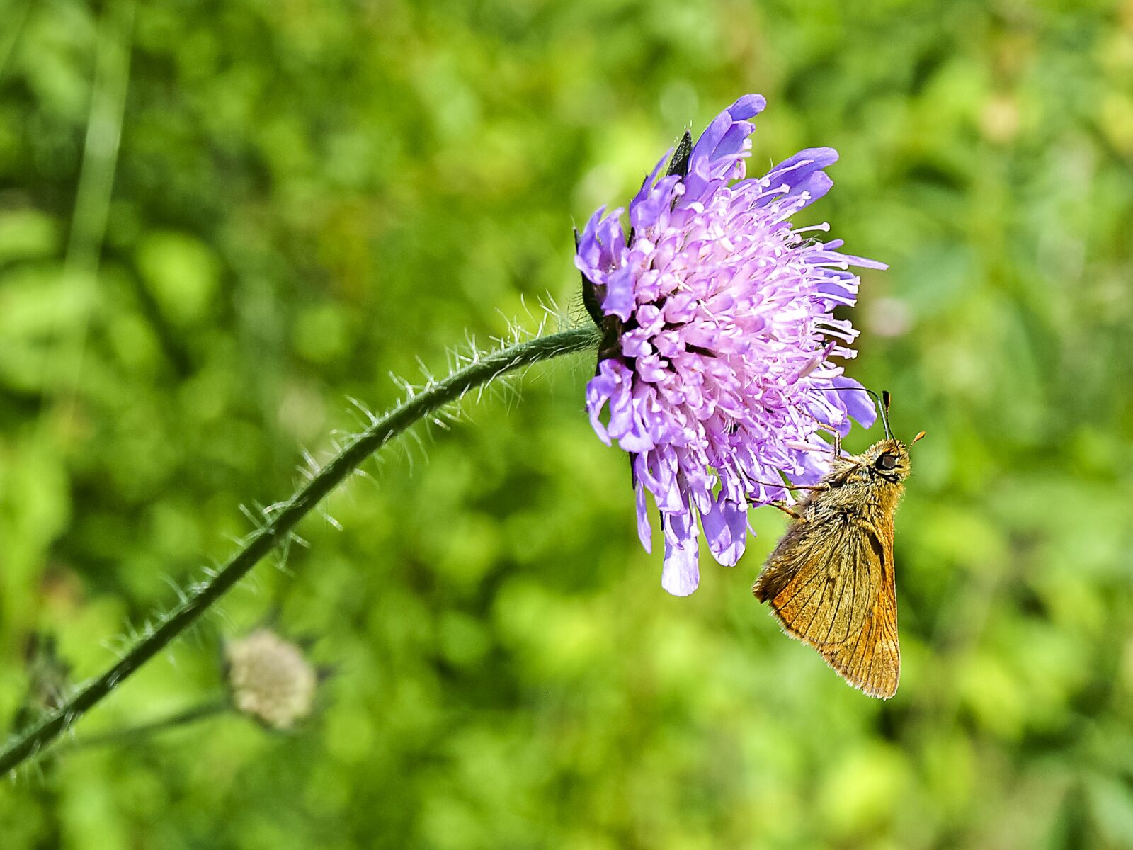 Olympus E-520 (EVOLT E-520) + OLYMPUS 14-42mm Lens sample photo. Skipper, knapweed, butterfly photography