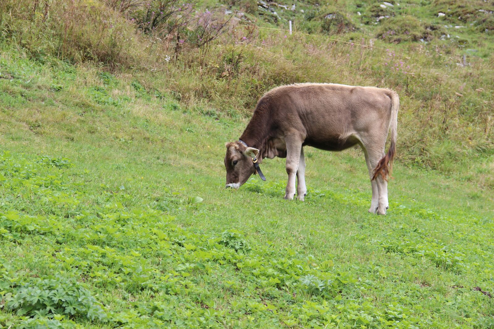 Canon EOS 600D (Rebel EOS T3i / EOS Kiss X5) sample photo. Cattle, austria, mountain cattle photography