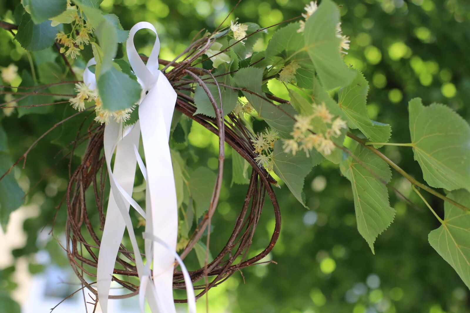 Canon EOS 6D + Canon EF 50mm F1.4 USM sample photo. Ribbon, shape, round, branch photography