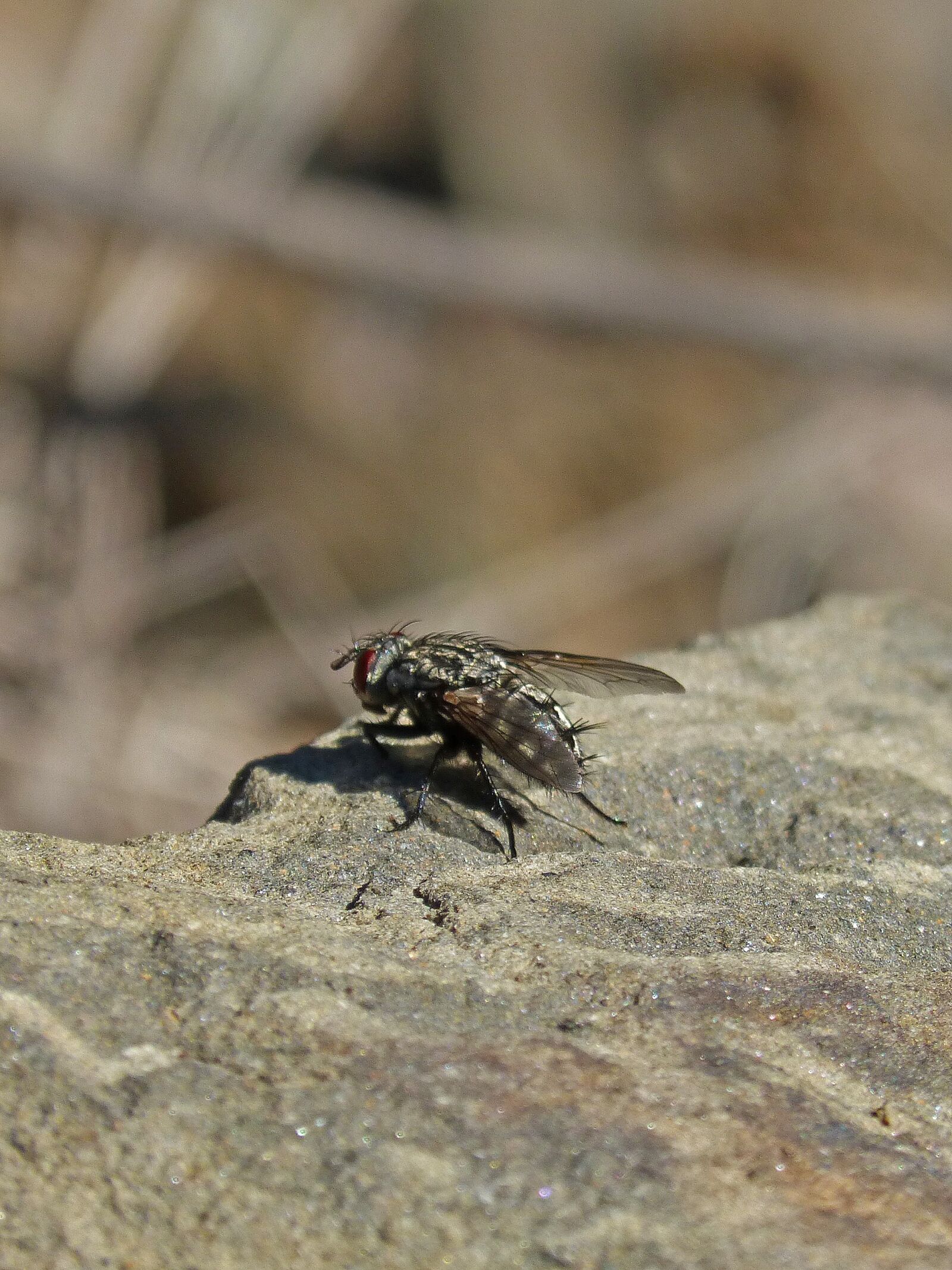 Panasonic DMC-FZ62 sample photo. Botfly, detail, rock photography